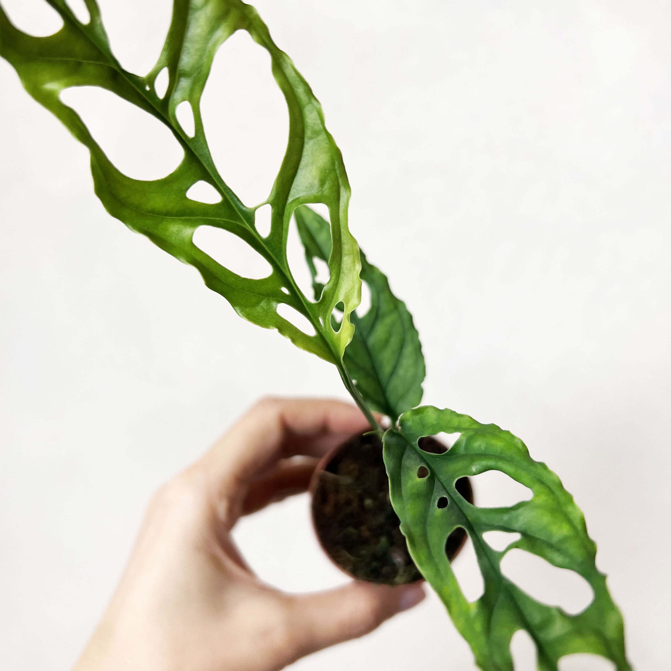baby Monstera Obliqua "Perù"