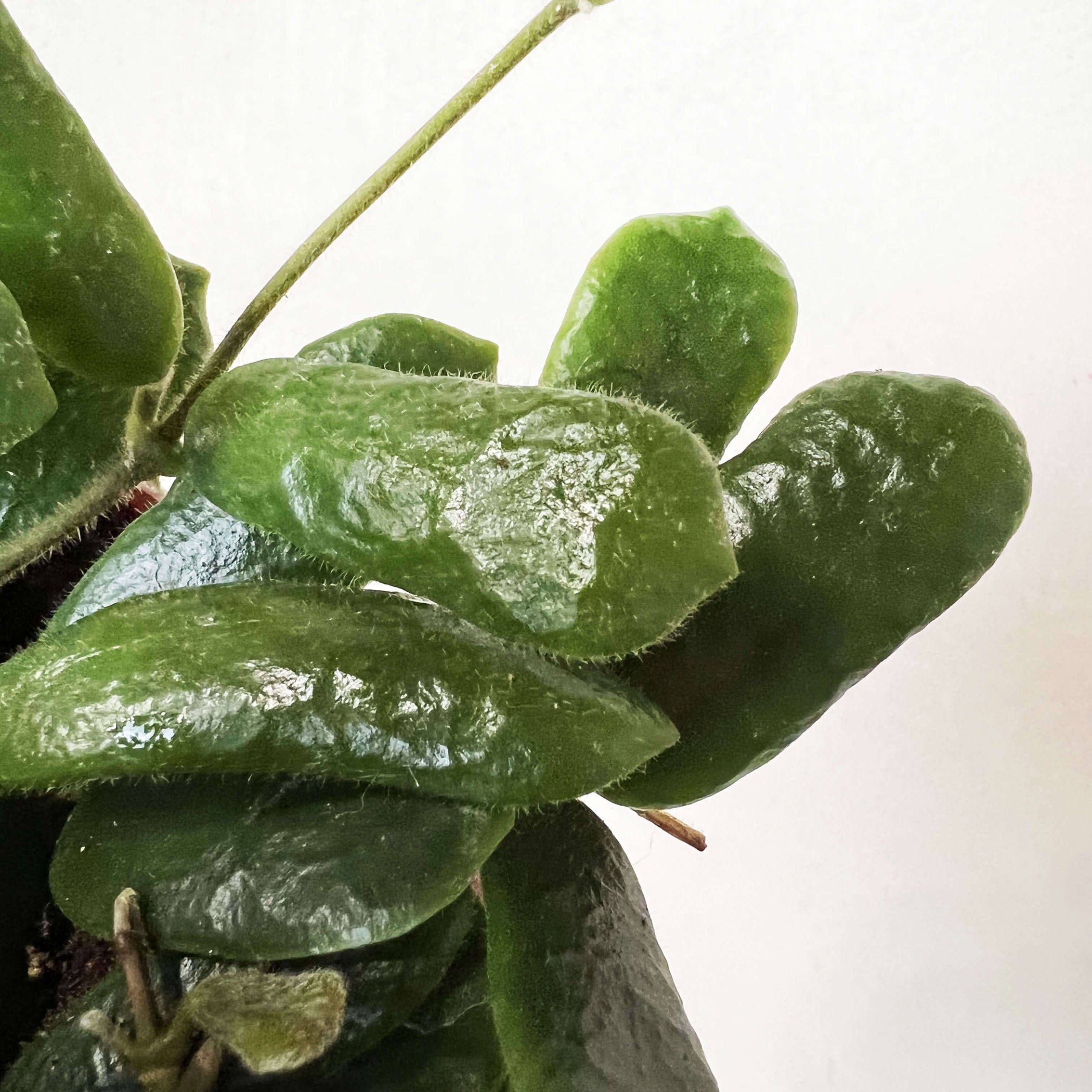 Hoya Rotundiflora