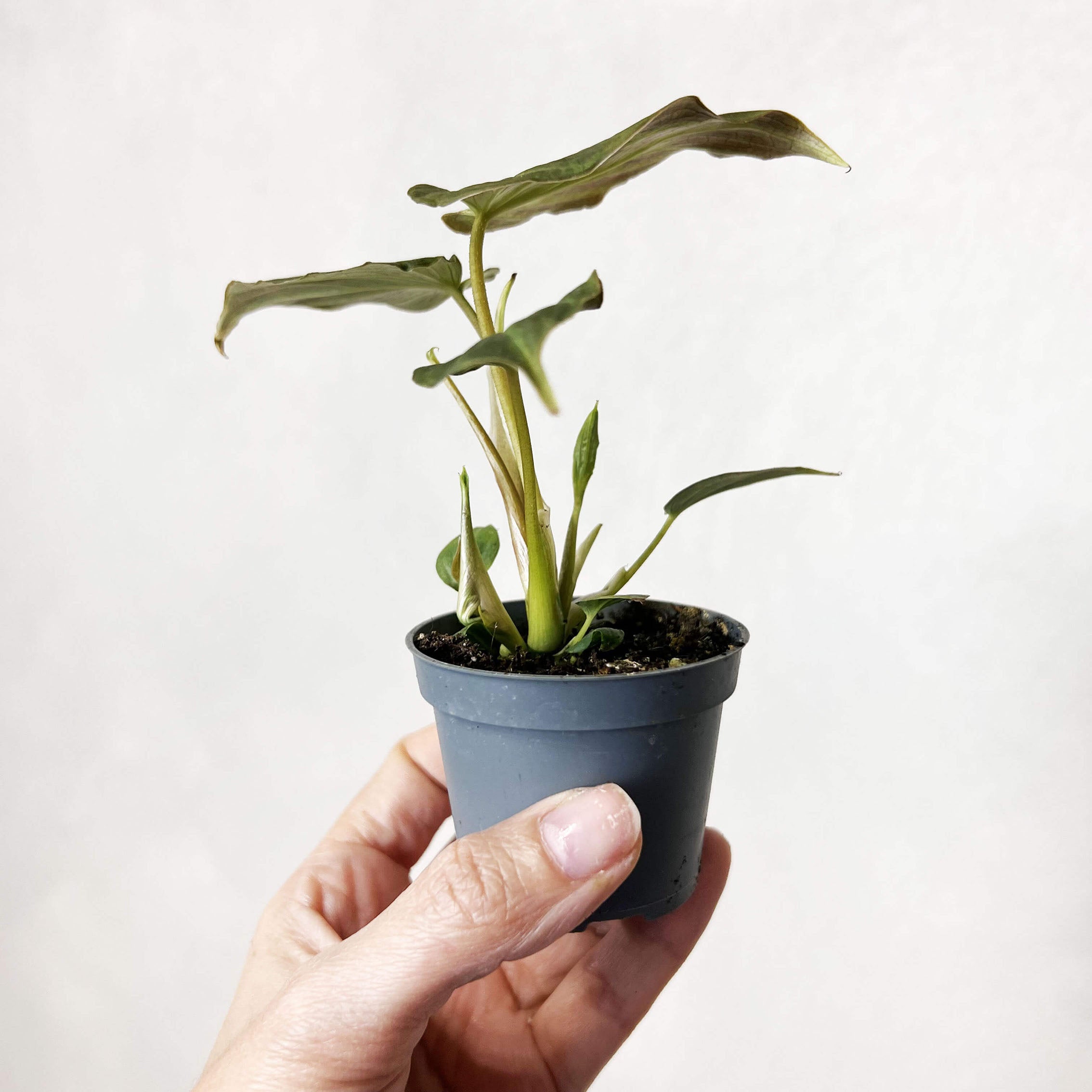Baby Philodendron Verrucosum
