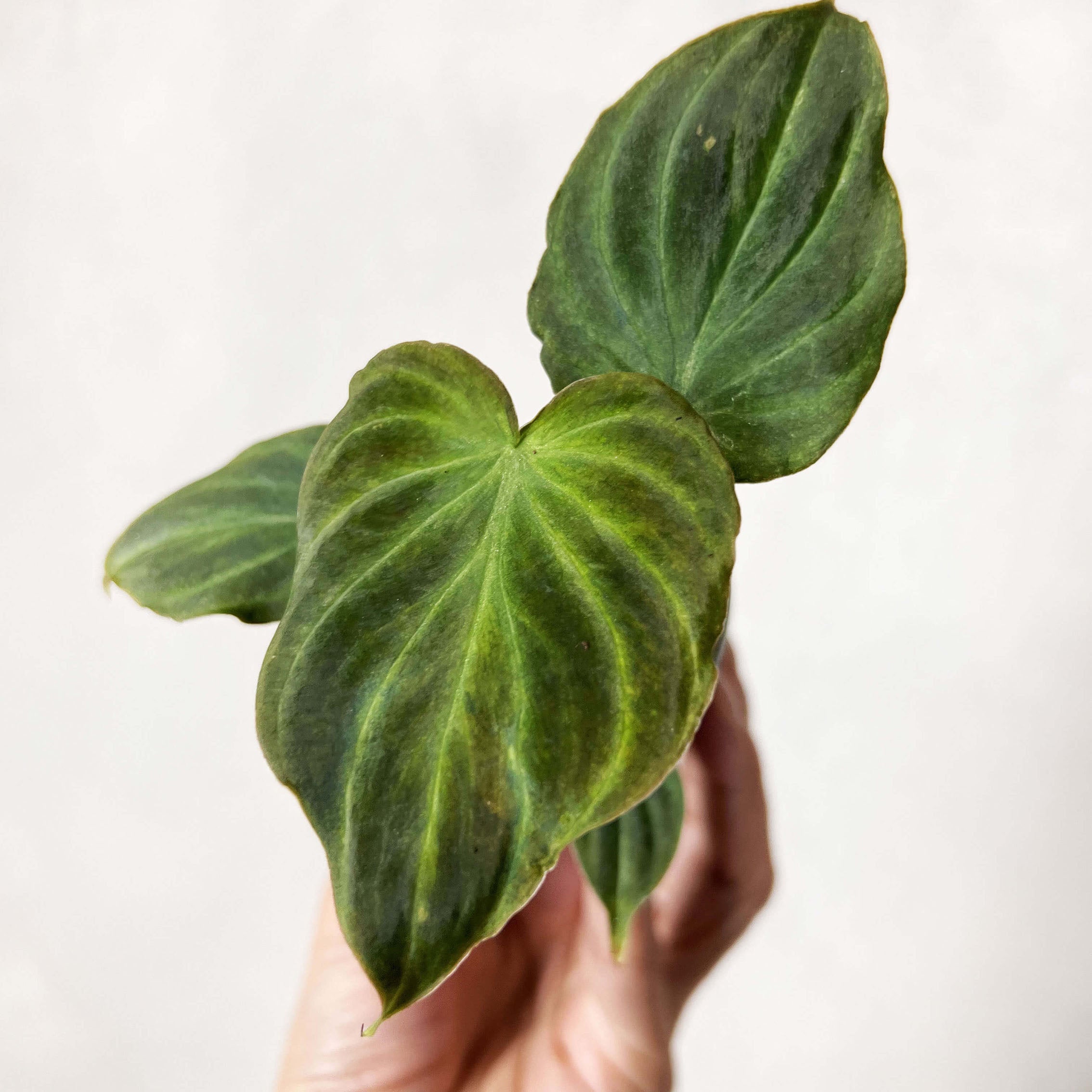 Baby Philodendron Verrucosum