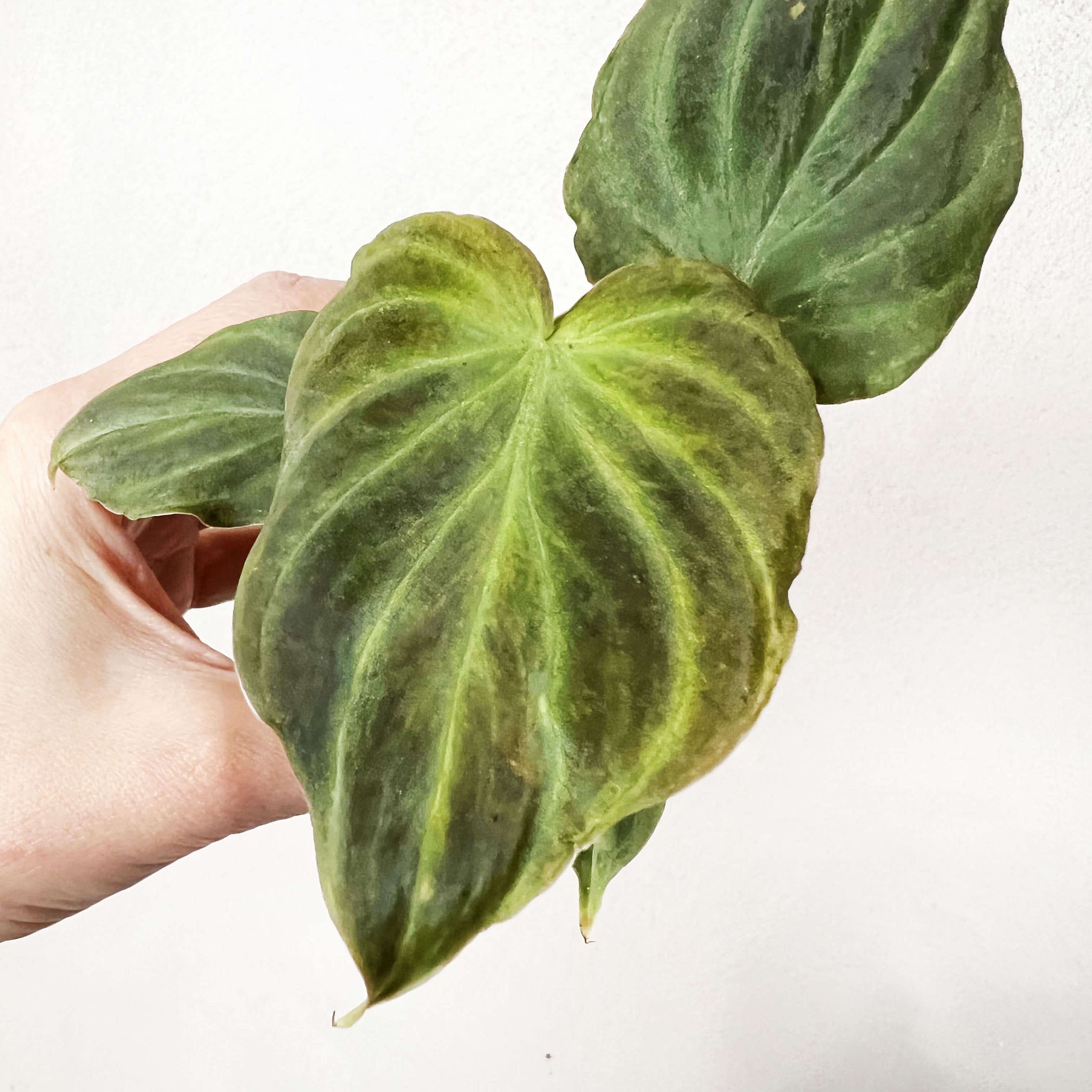 Baby Philodendron Verrucosum