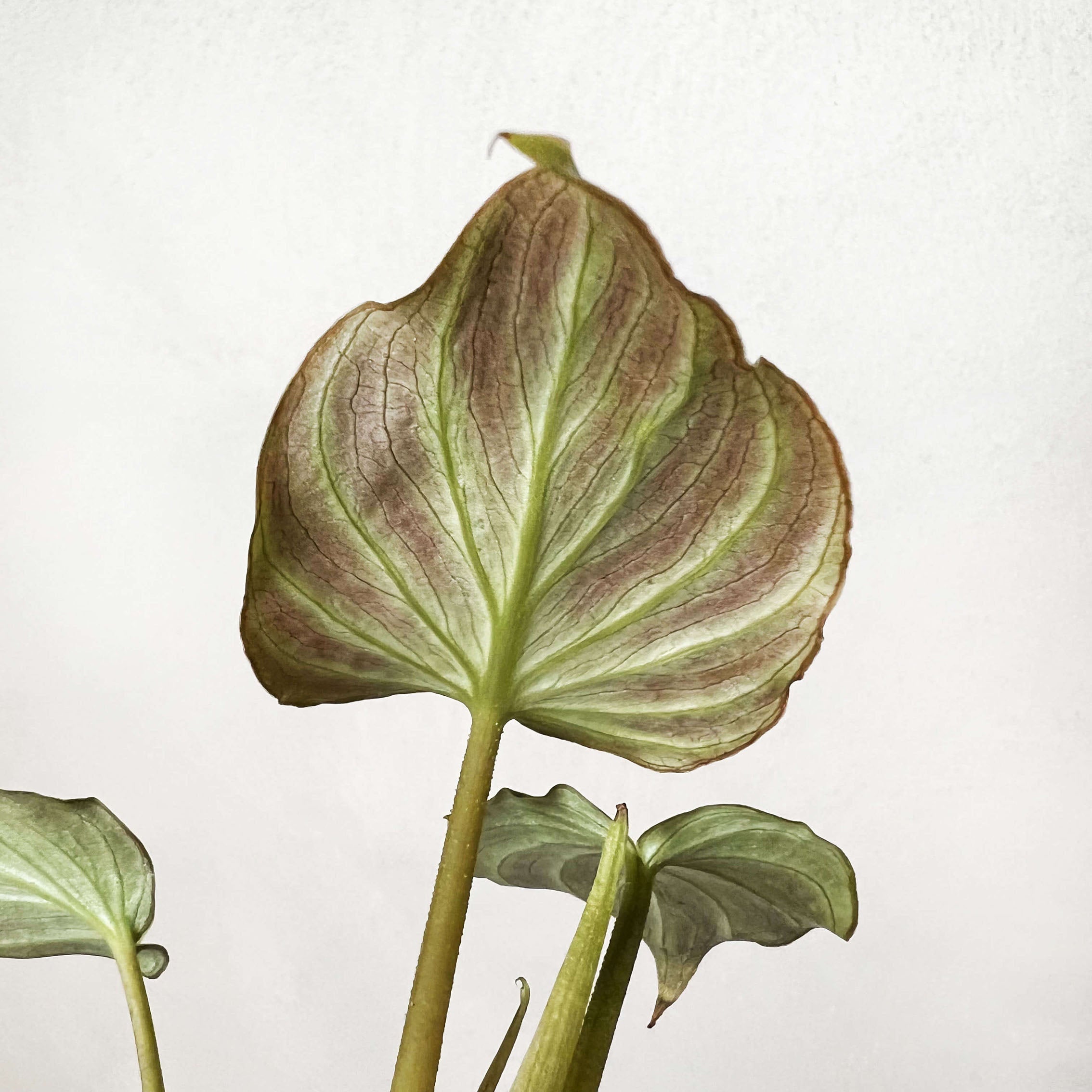 Baby Philodendron Verrucosum