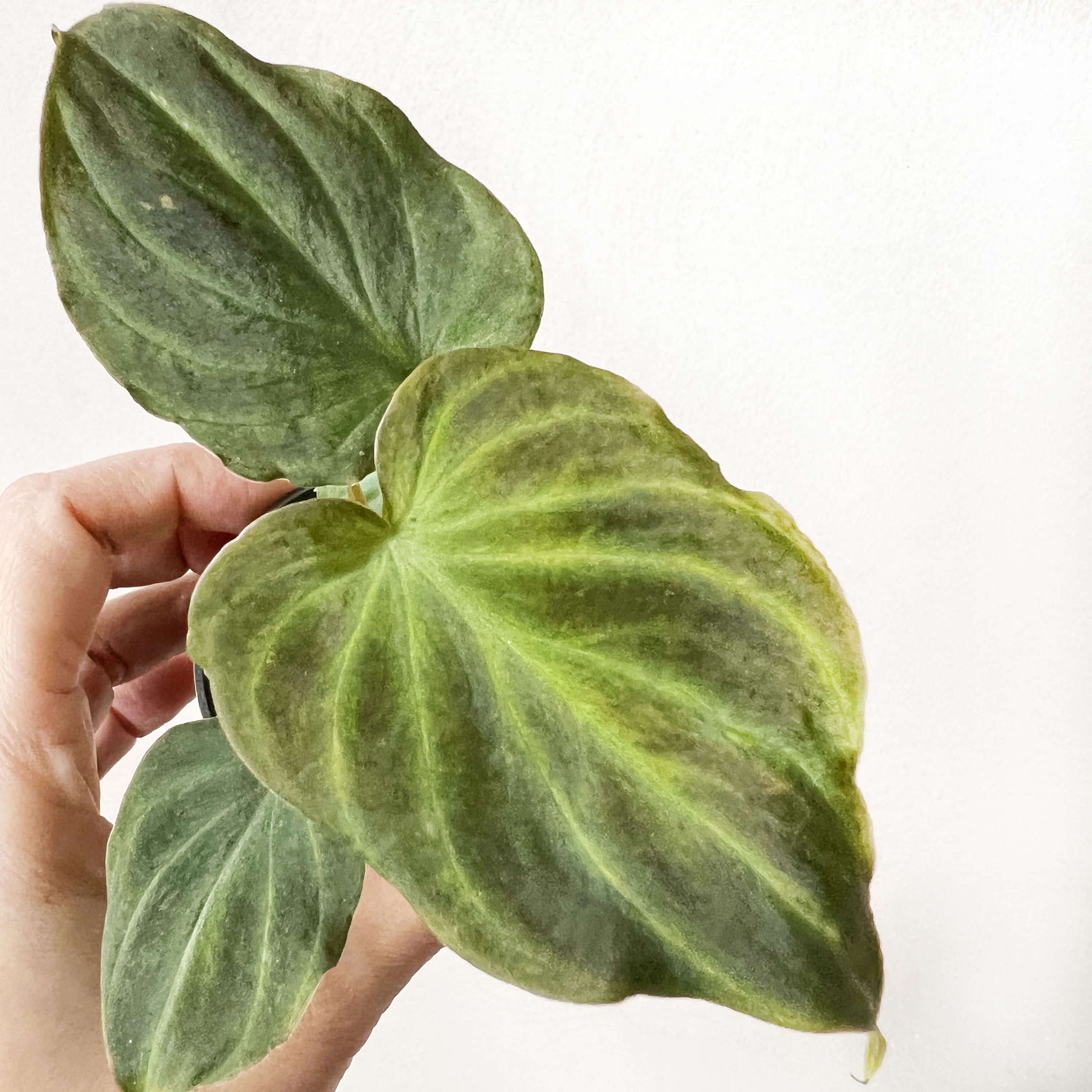 Baby Philodendron Verrucosum