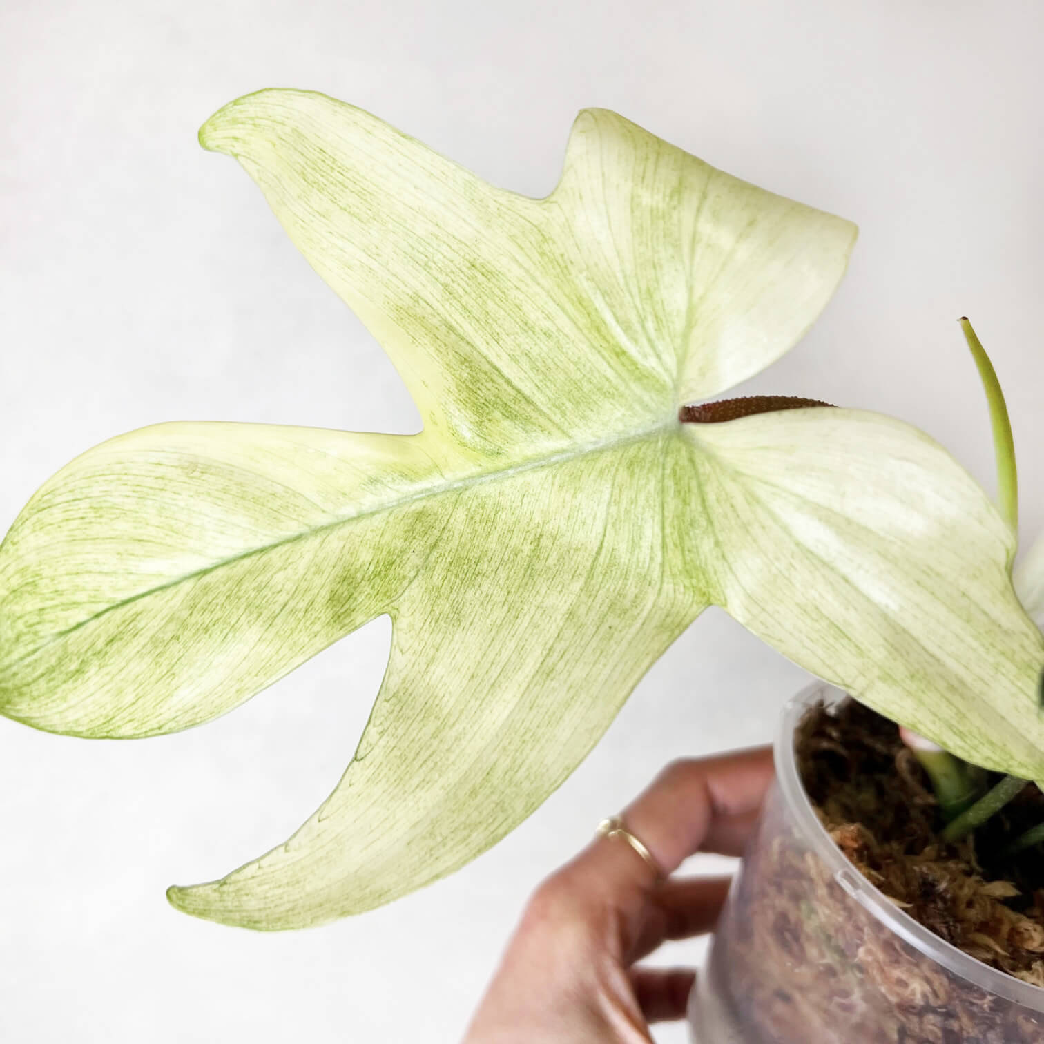 Philodendron Florida Ghost