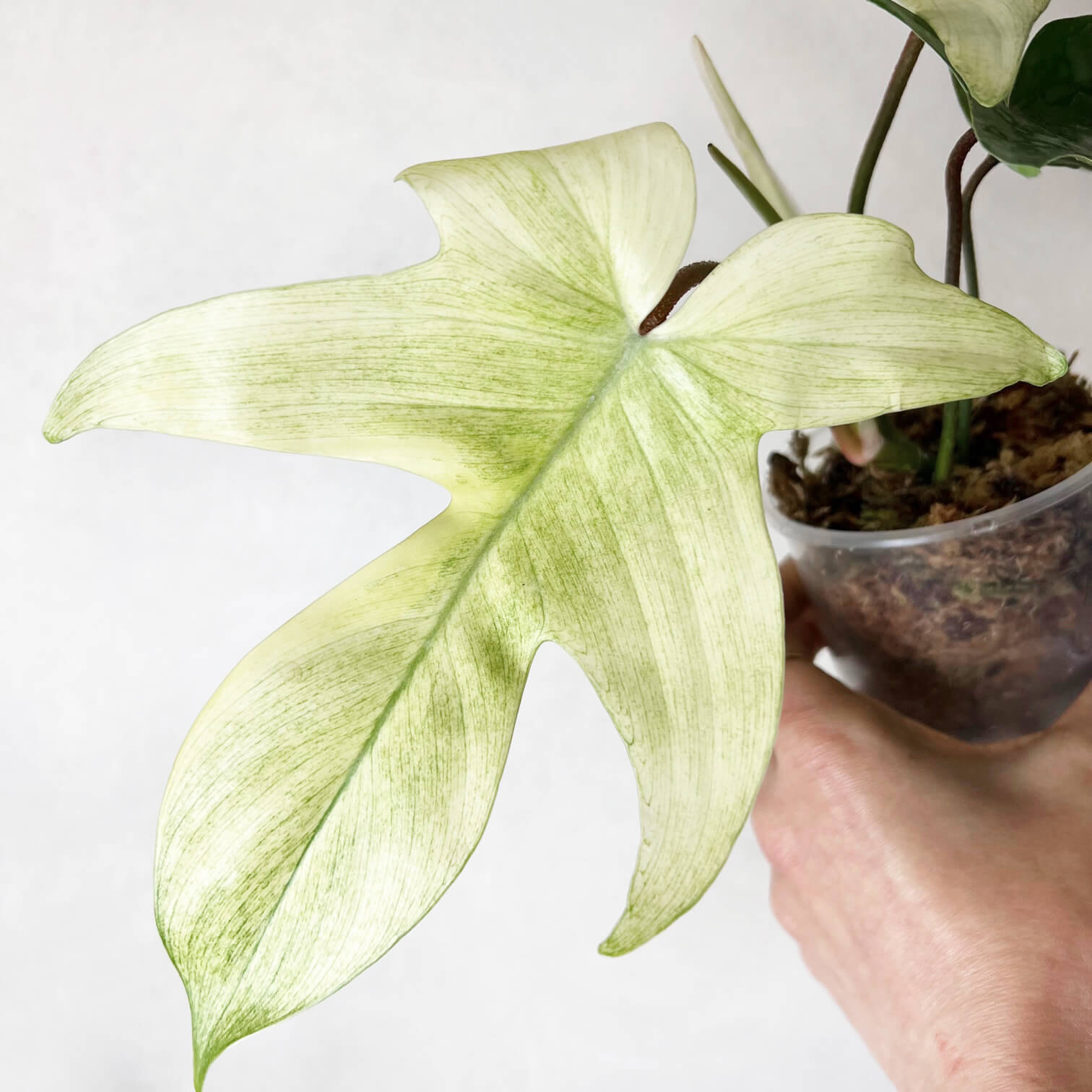 Philodendron Florida Ghost