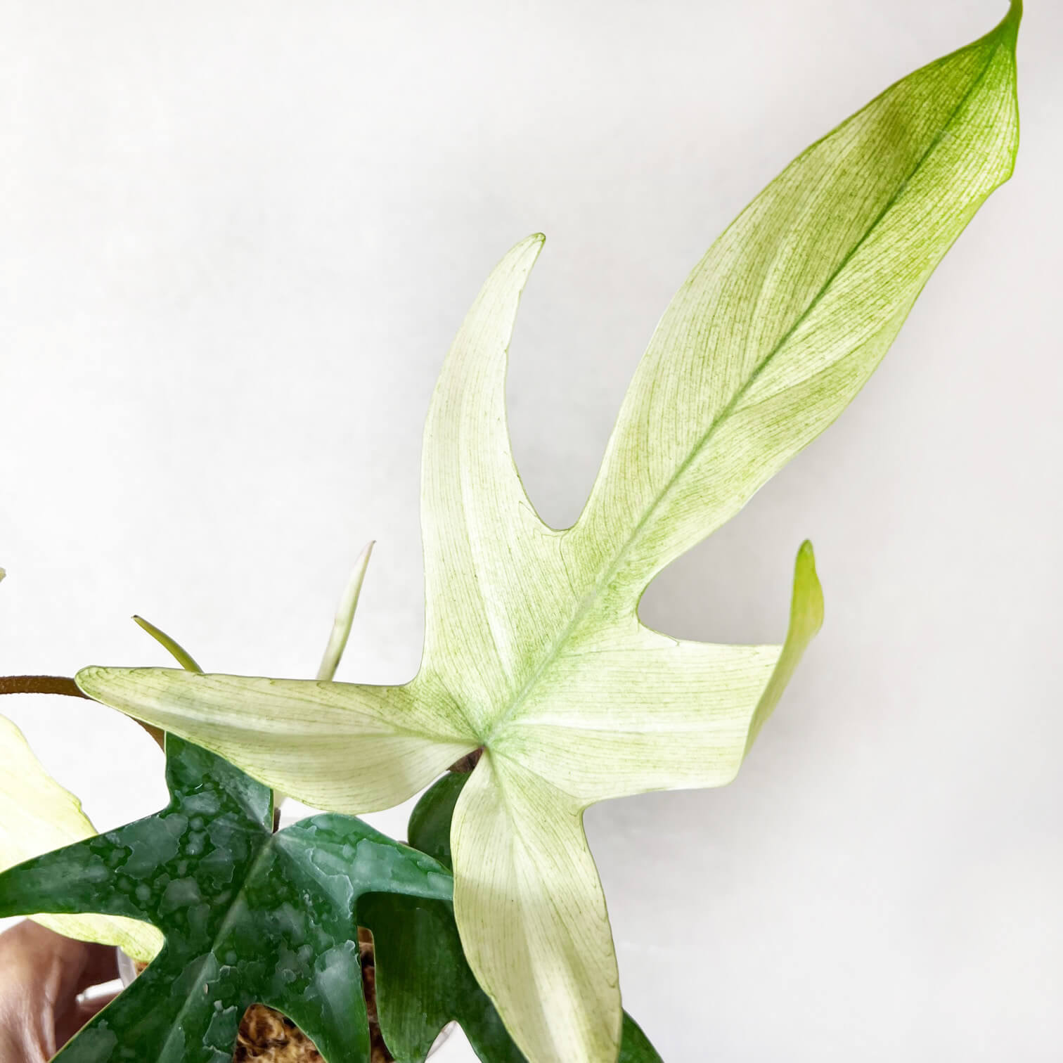 Philodendron Florida Ghost