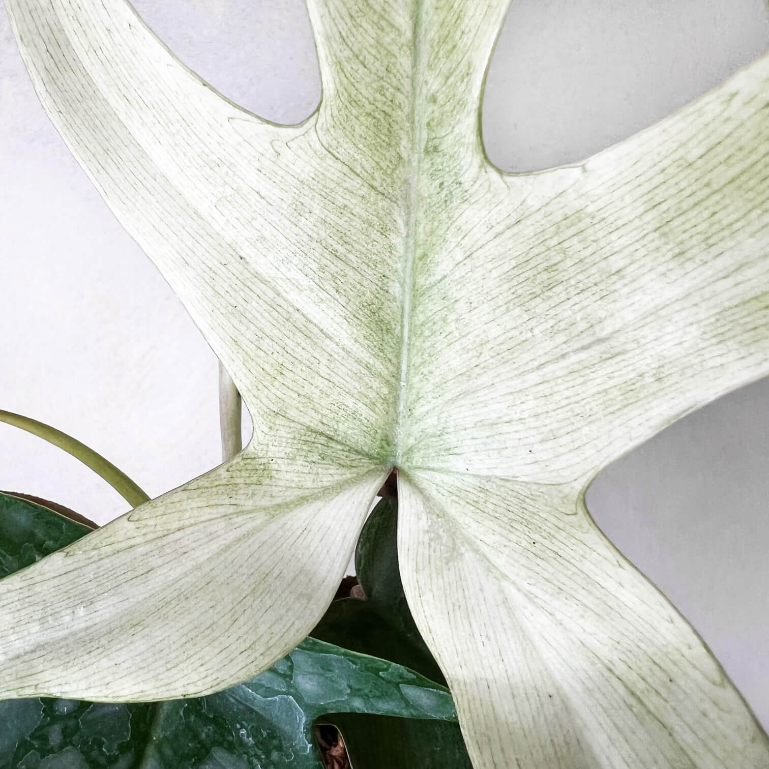 Philodendron Florida Ghost