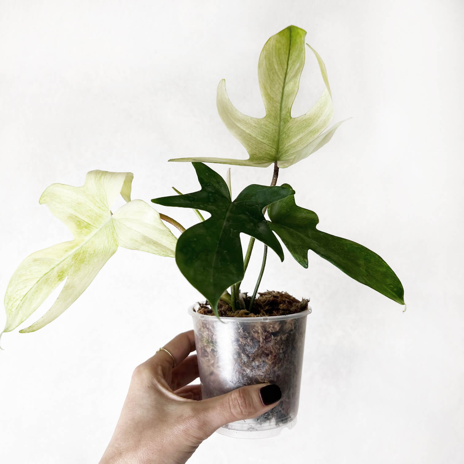 Philodendron Florida Ghost