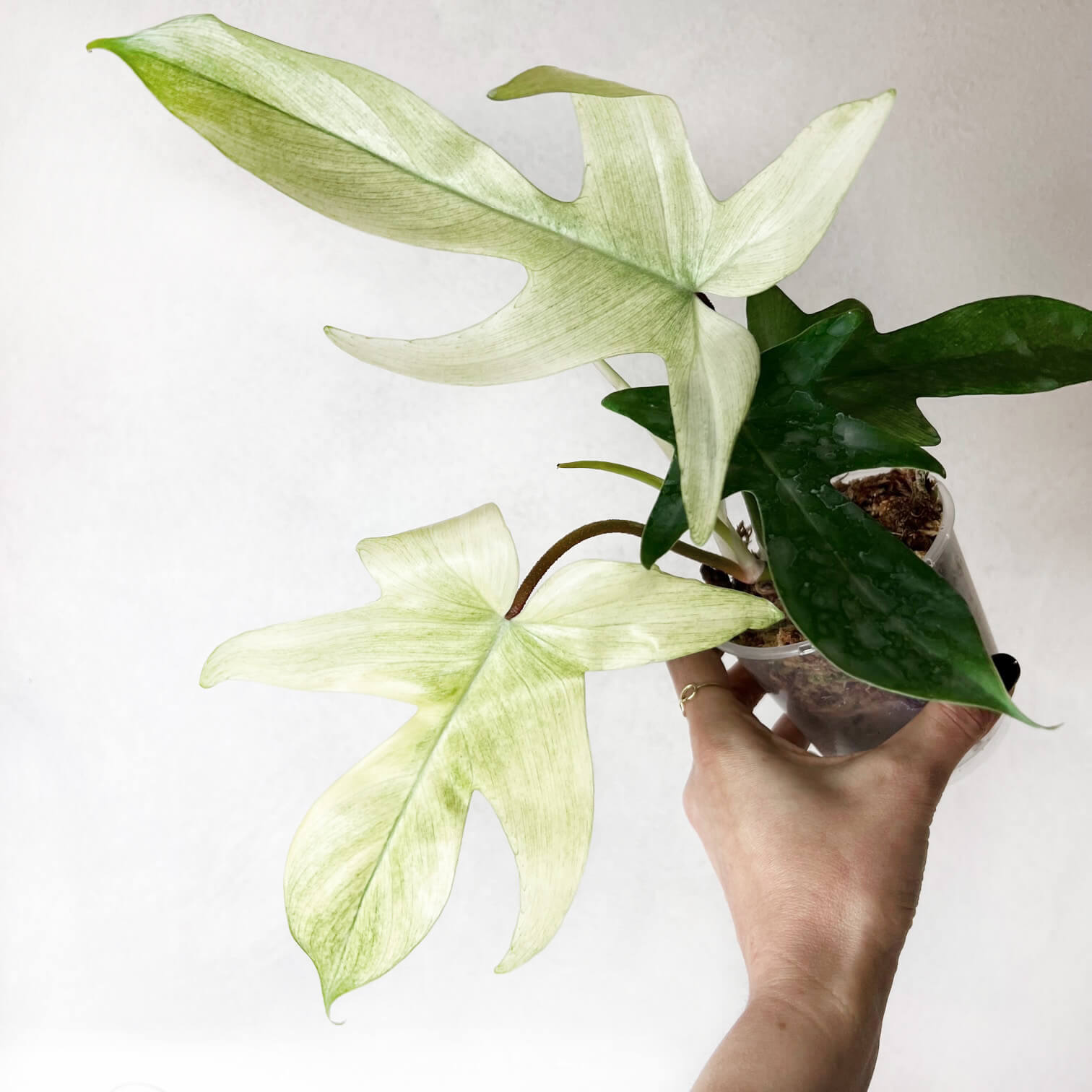 Philodendron Florida Ghost