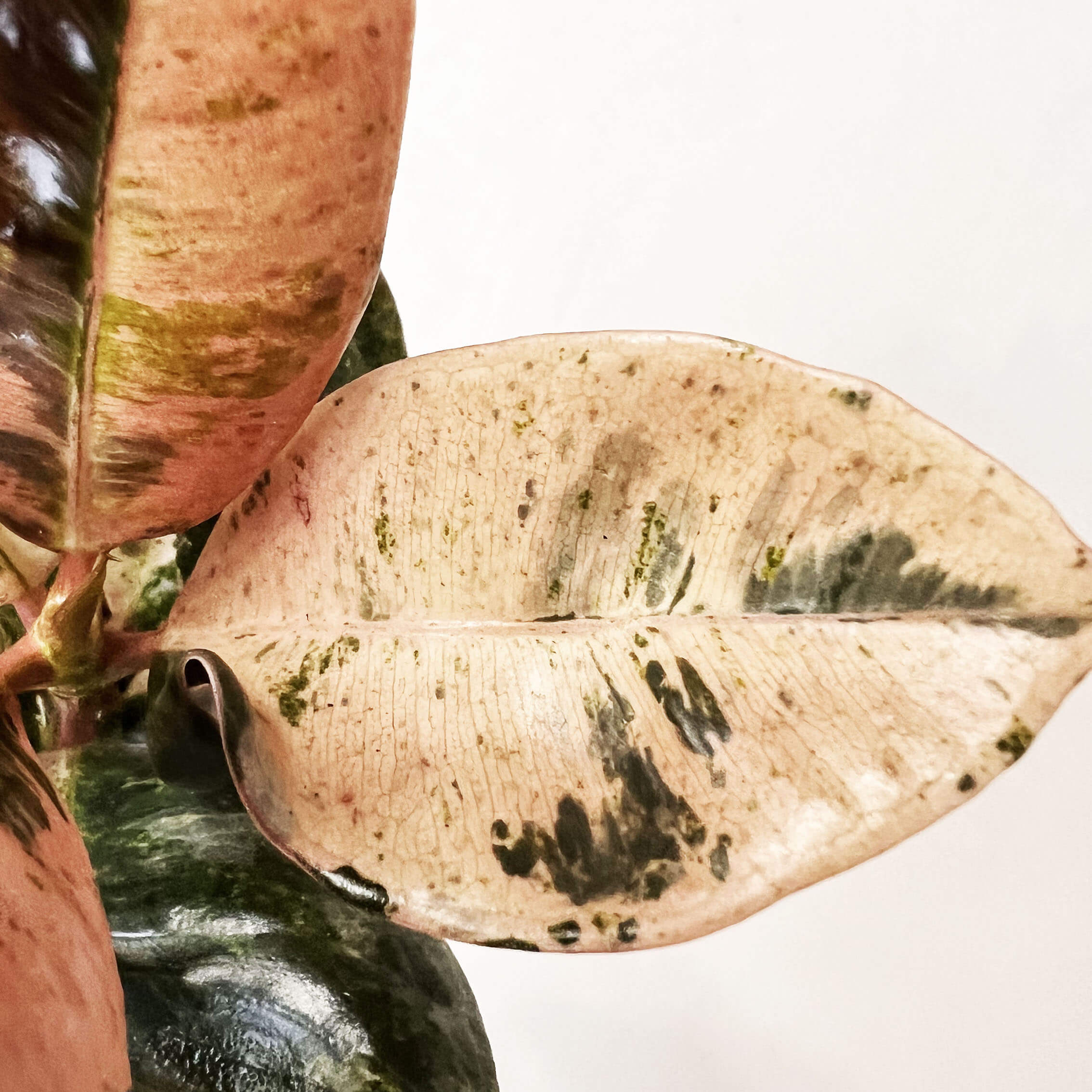Baby Ficus Moonshine Shivereana