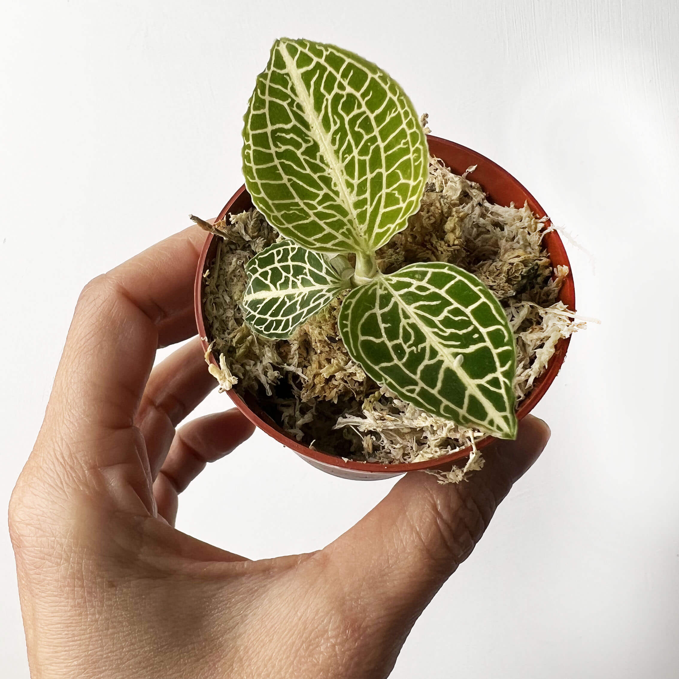 Anoectochilus roxburghii 'Green with White Center'