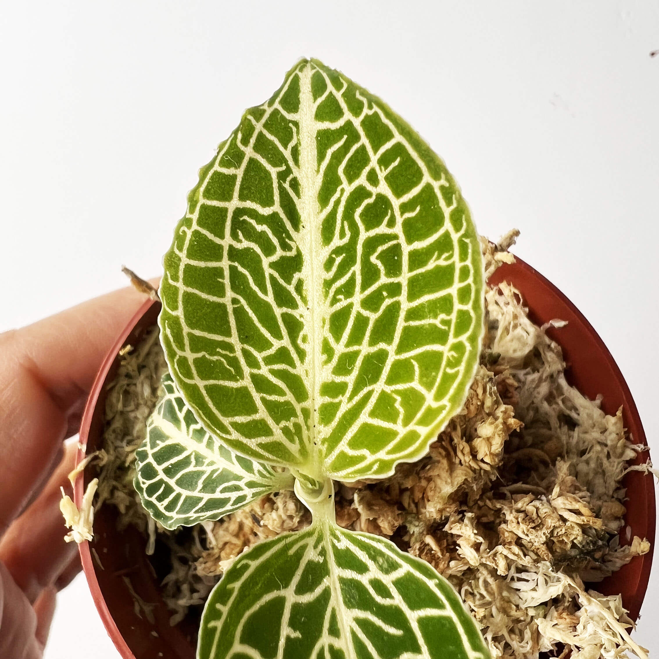 Anoectochilus roxburghii 'Green with White Center'