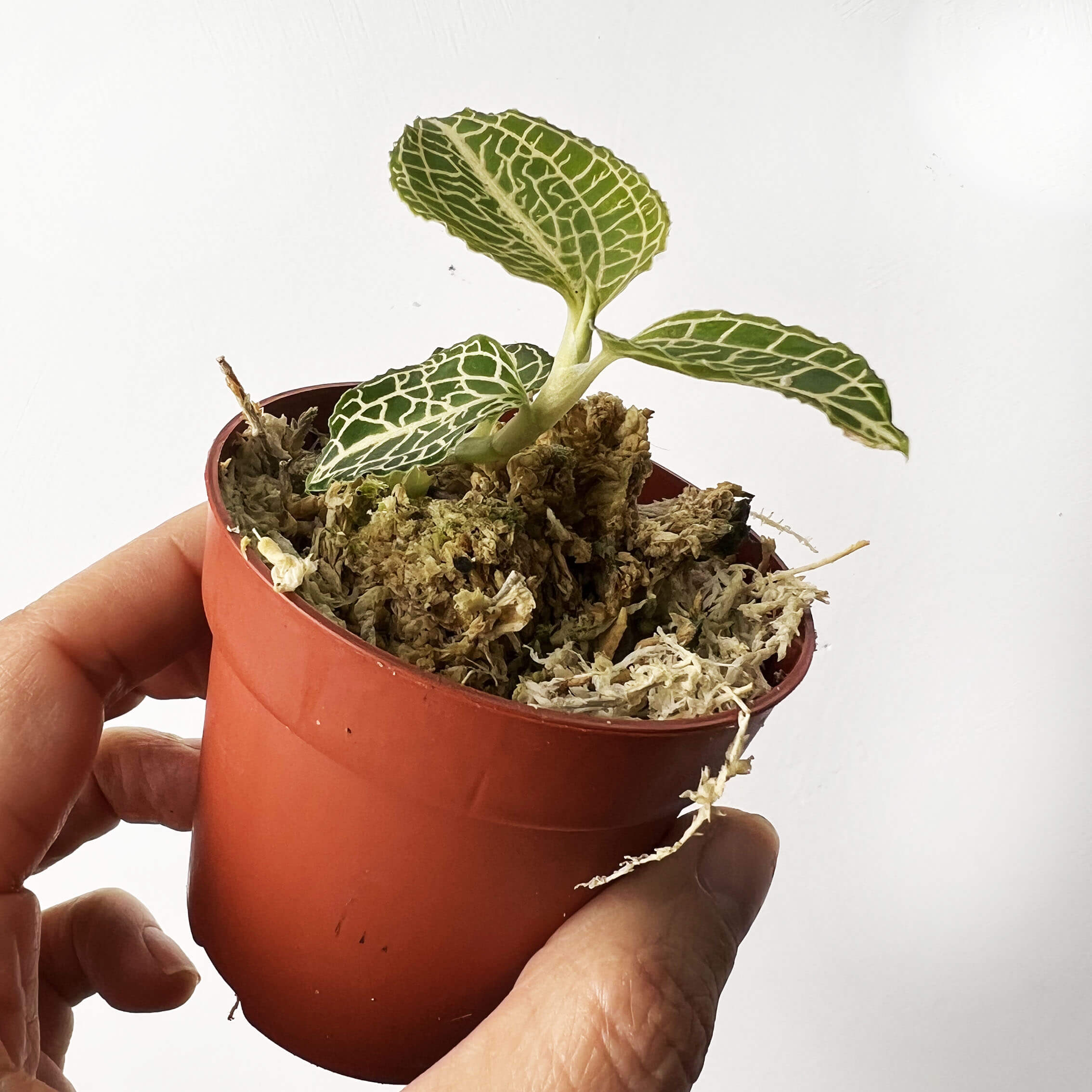 Anoectochilus roxburghii 'Green with White Center'