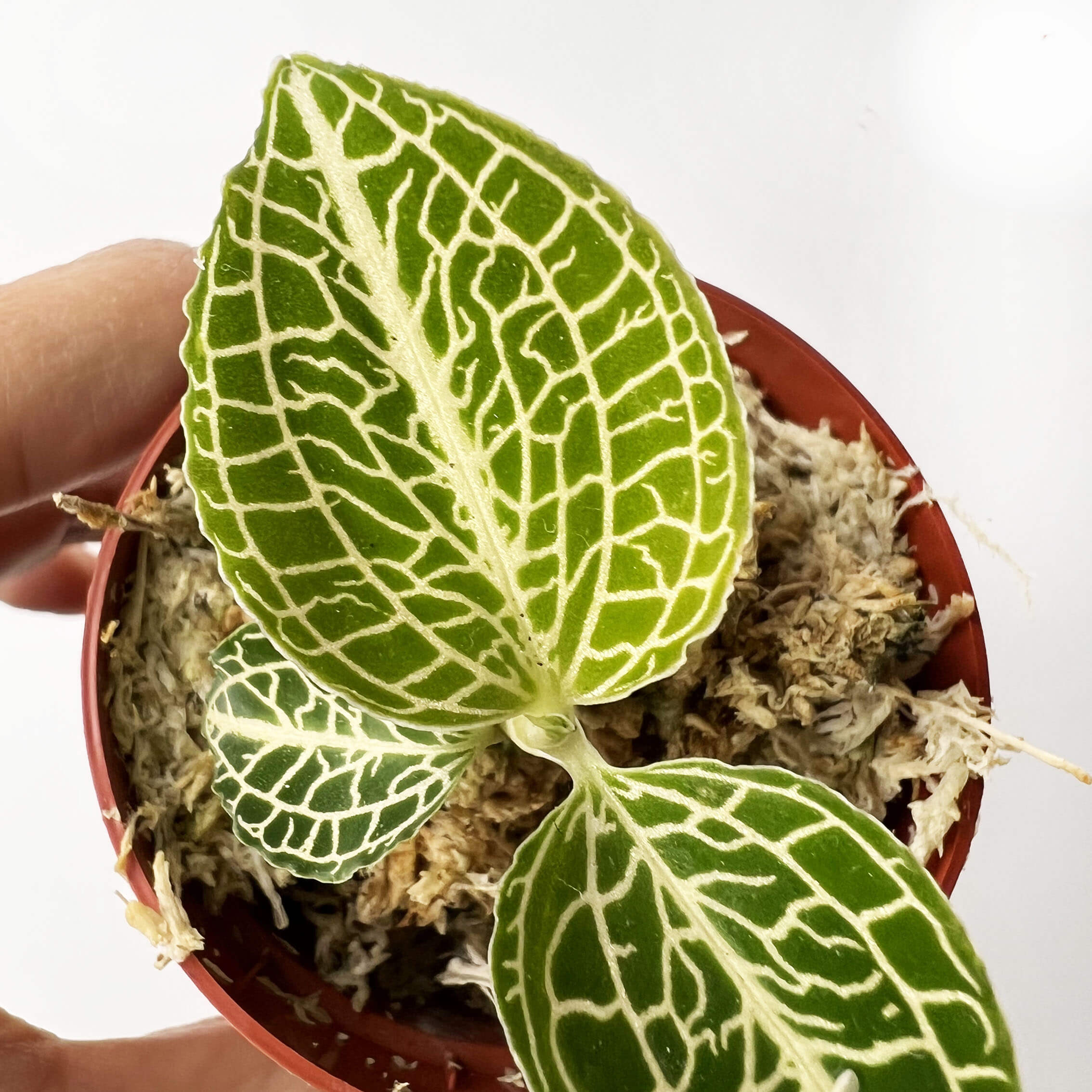 Anoectochilus roxburghii 'Green with White Center'