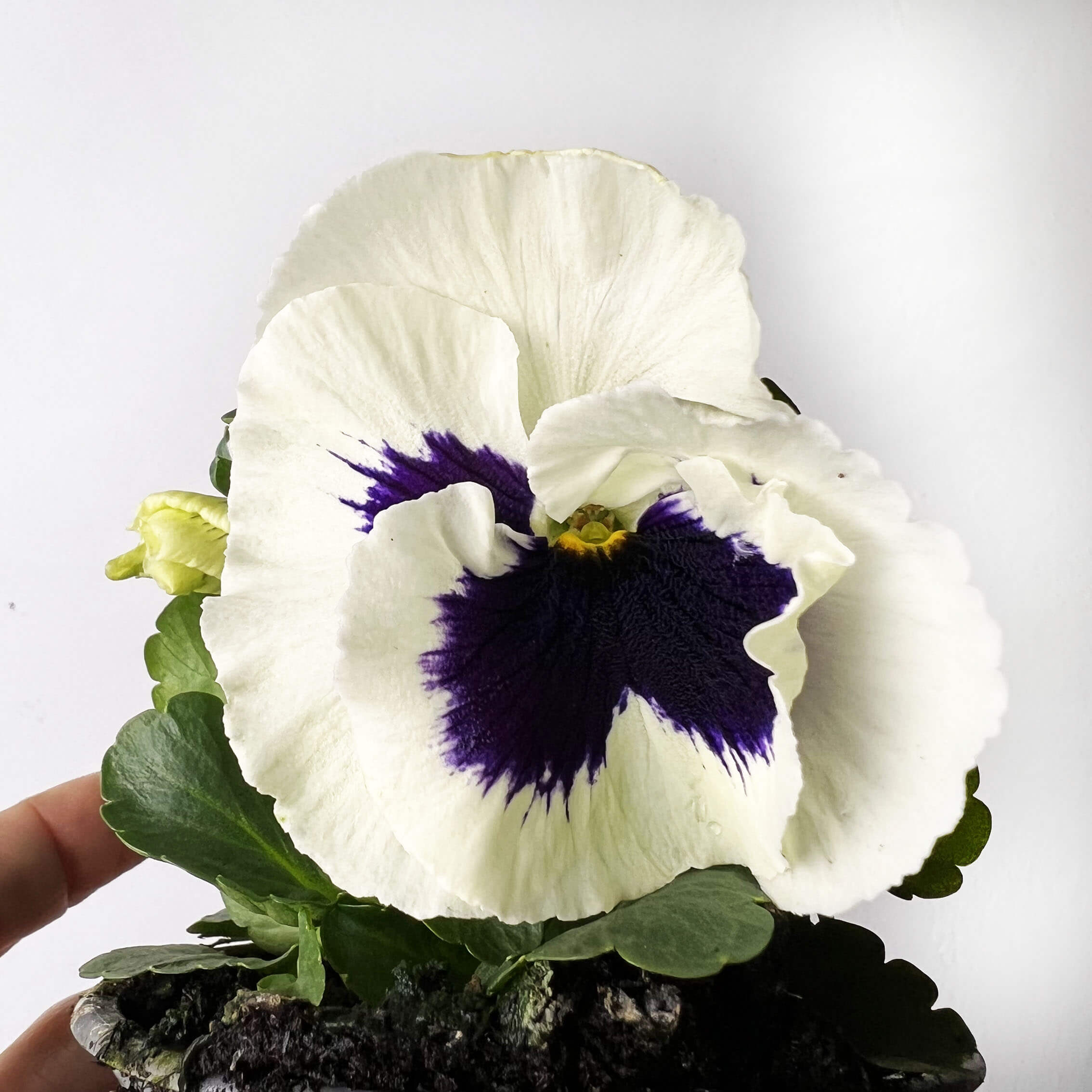Viole del pensiero /4 piante mix