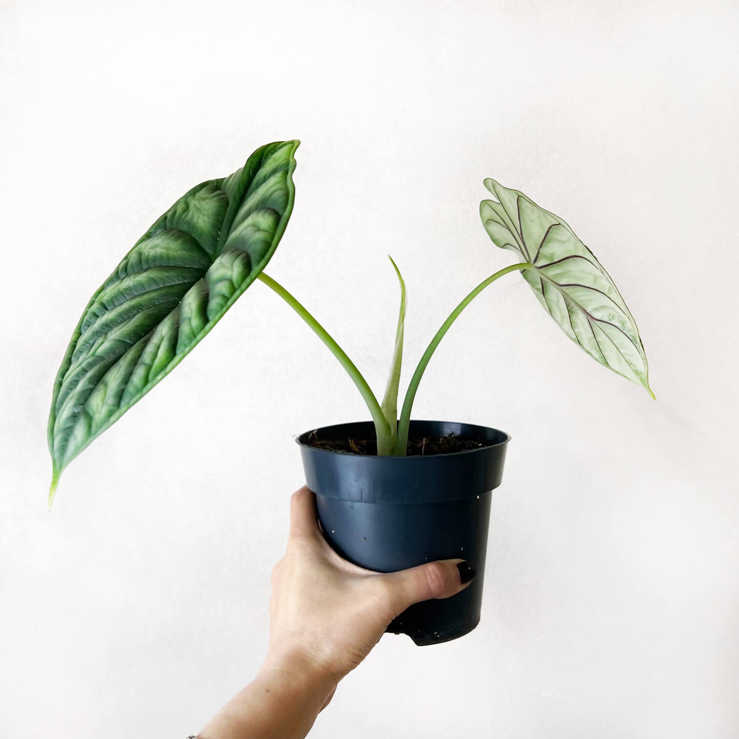 Alocasia Dragon Scale