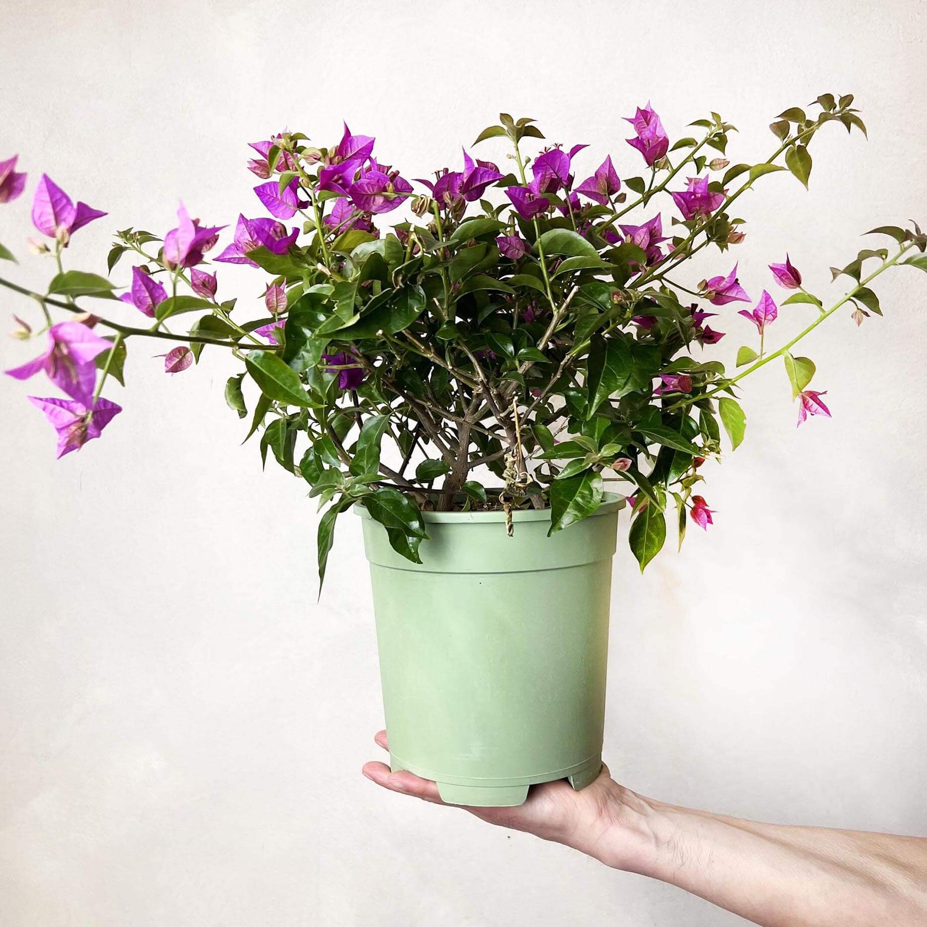 Bougainvillea