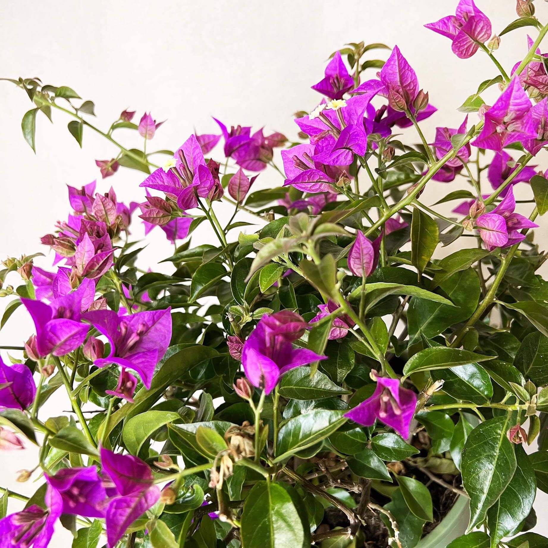 Bougainvillea
