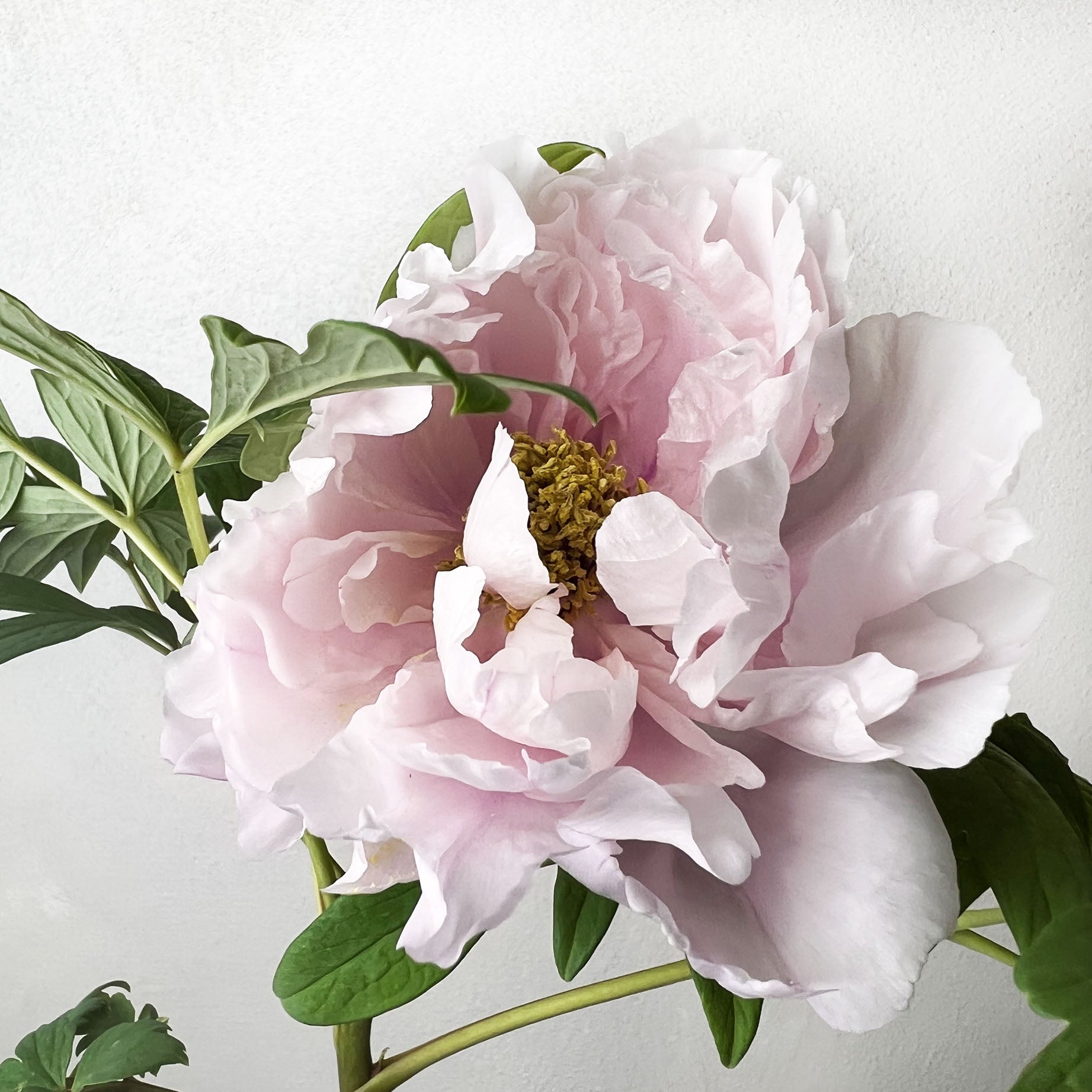 Peonia Suffruticosa Rosa