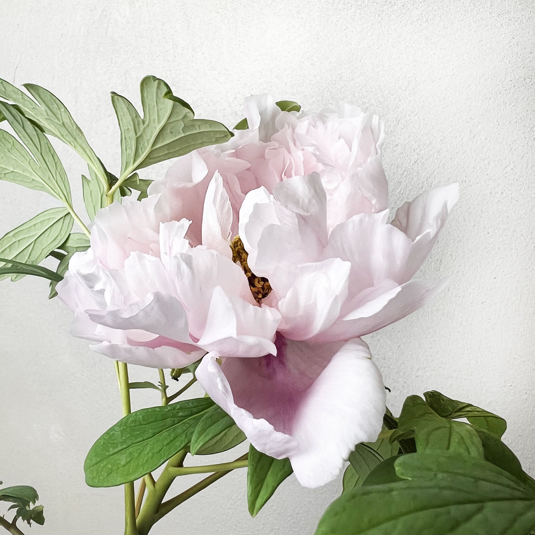 Peonia Suffruticosa Rosa