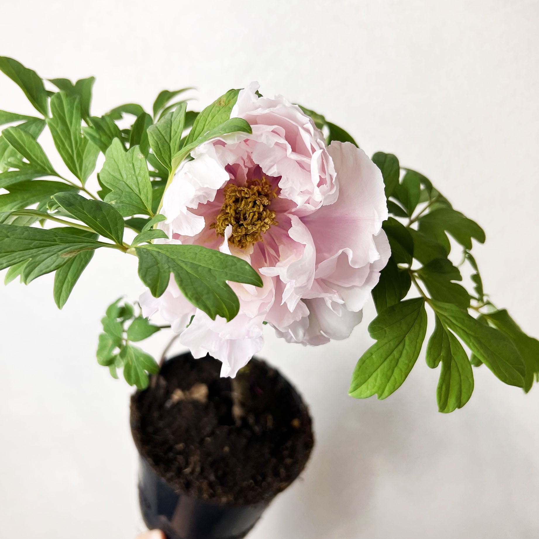 Peonia Suffruticosa Rosa