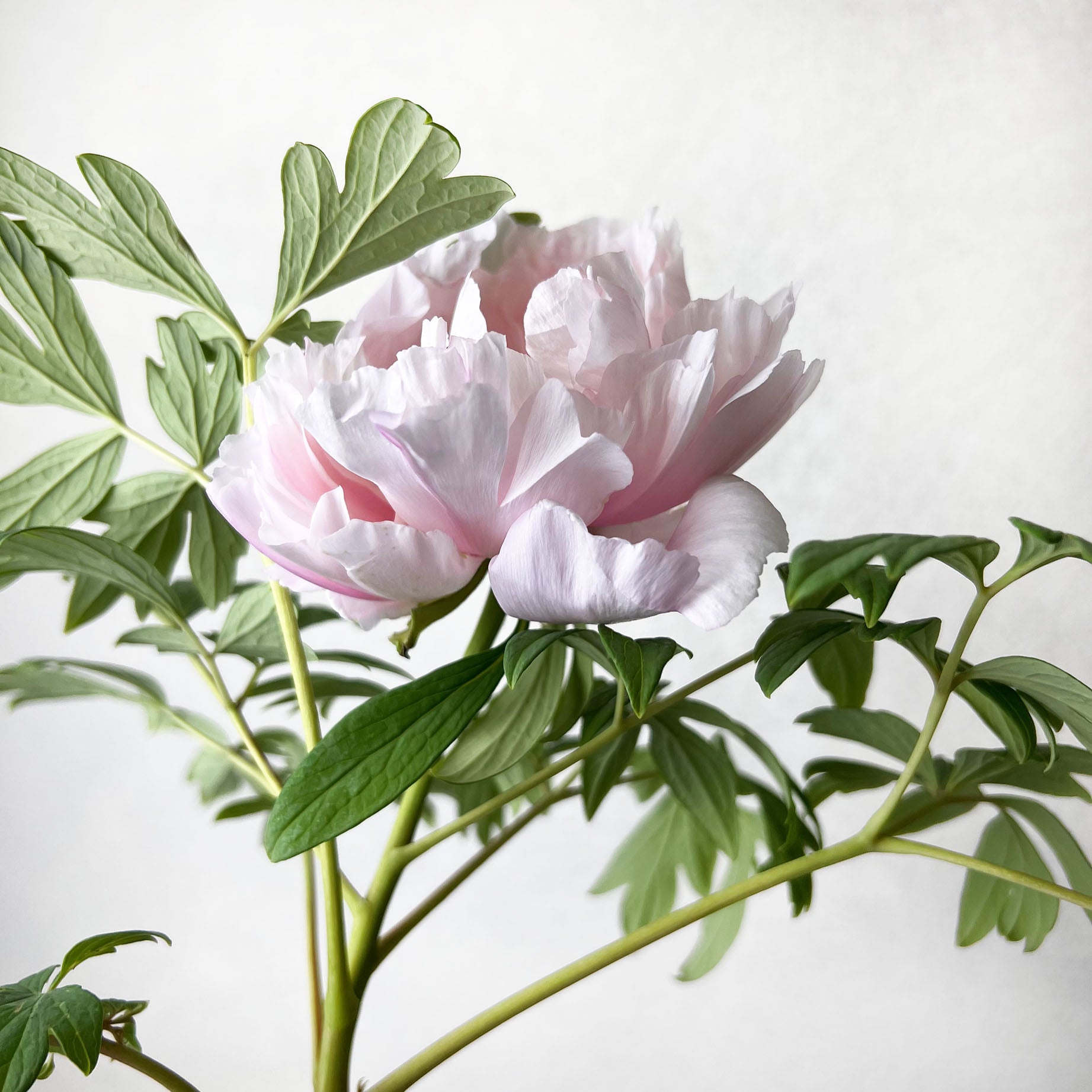 Peonia Suffruticosa Rosa