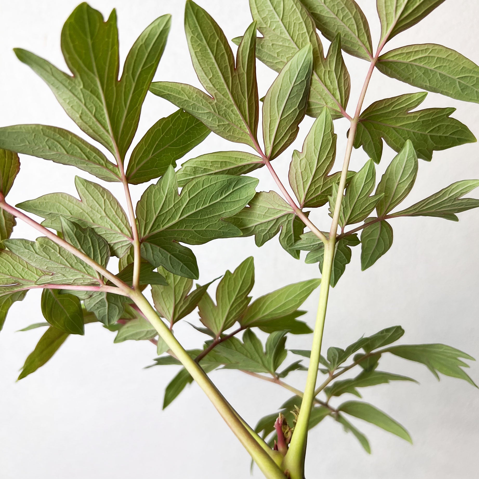 Peonia Suffruticosa Rosa
