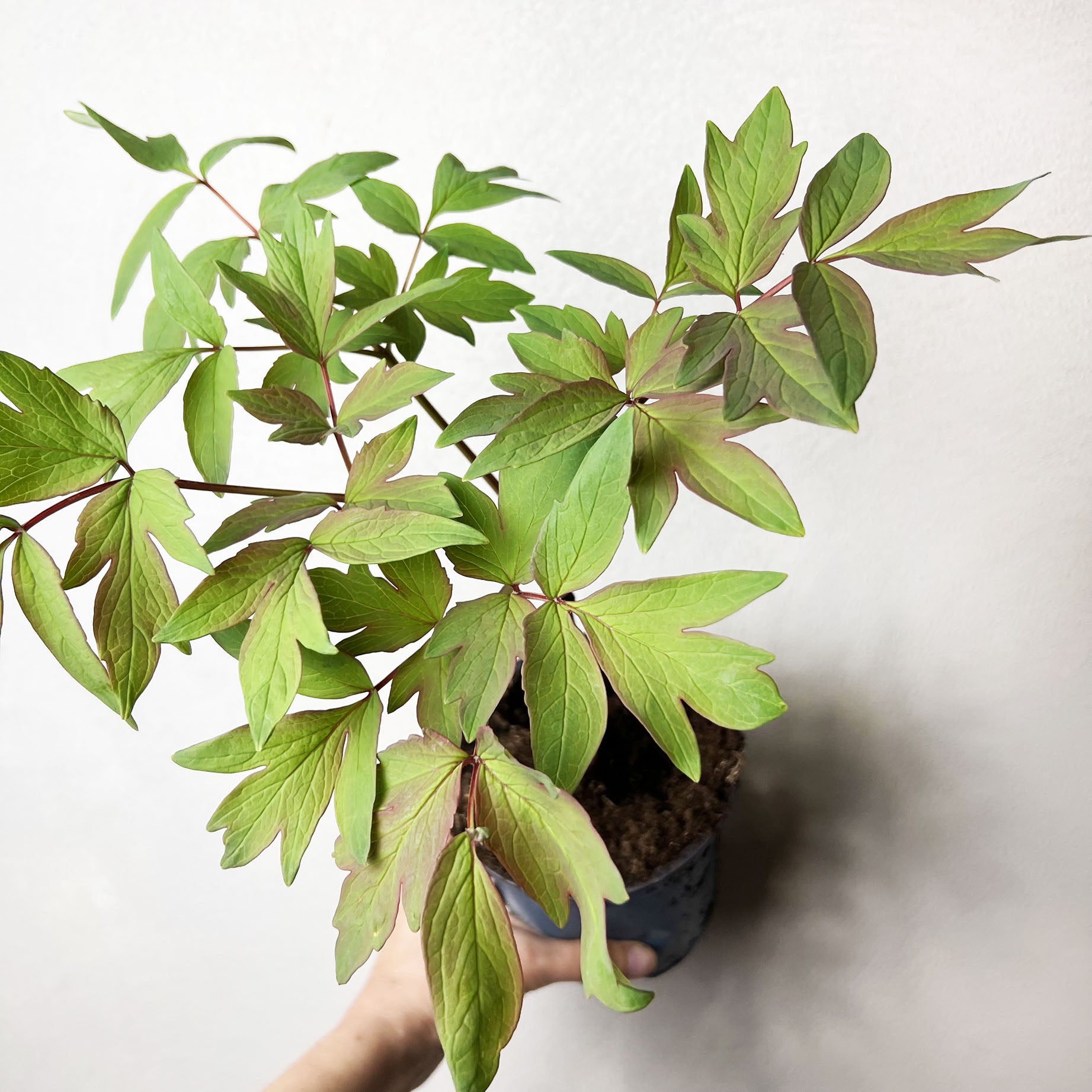 Peonia Suffruticosa Dao Shin