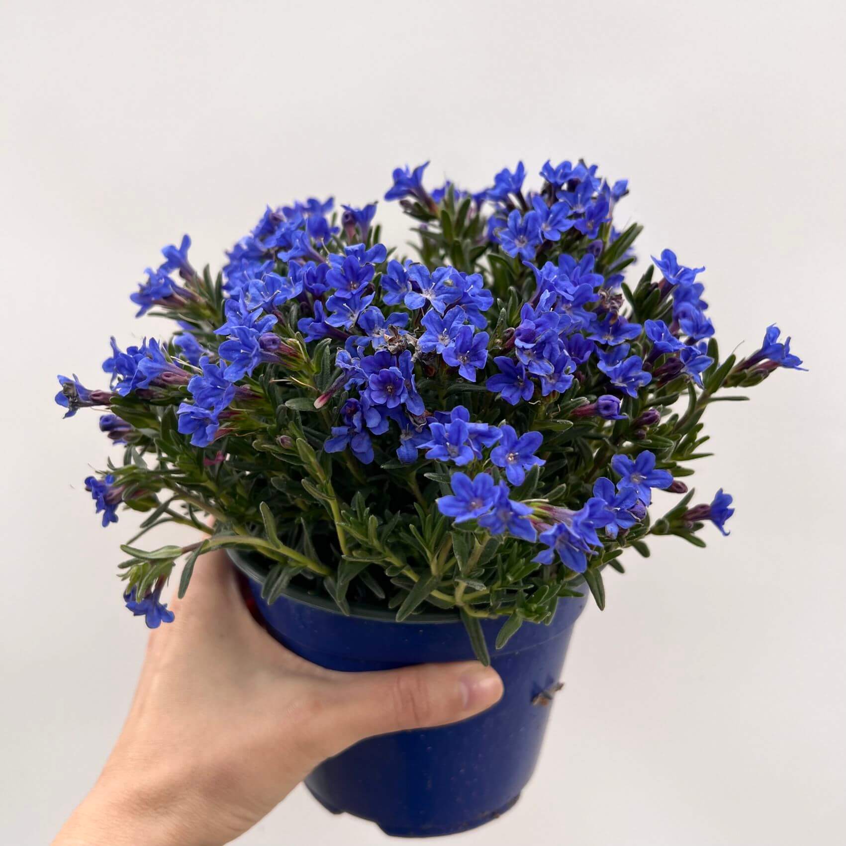 Lithodora
