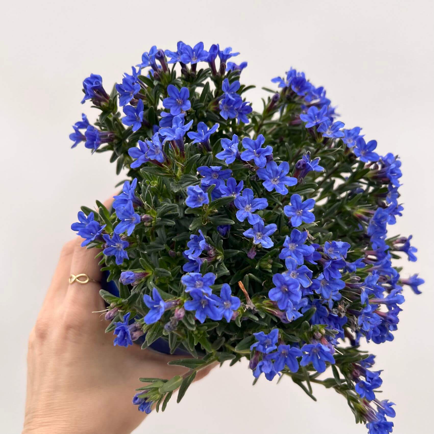Lithodora