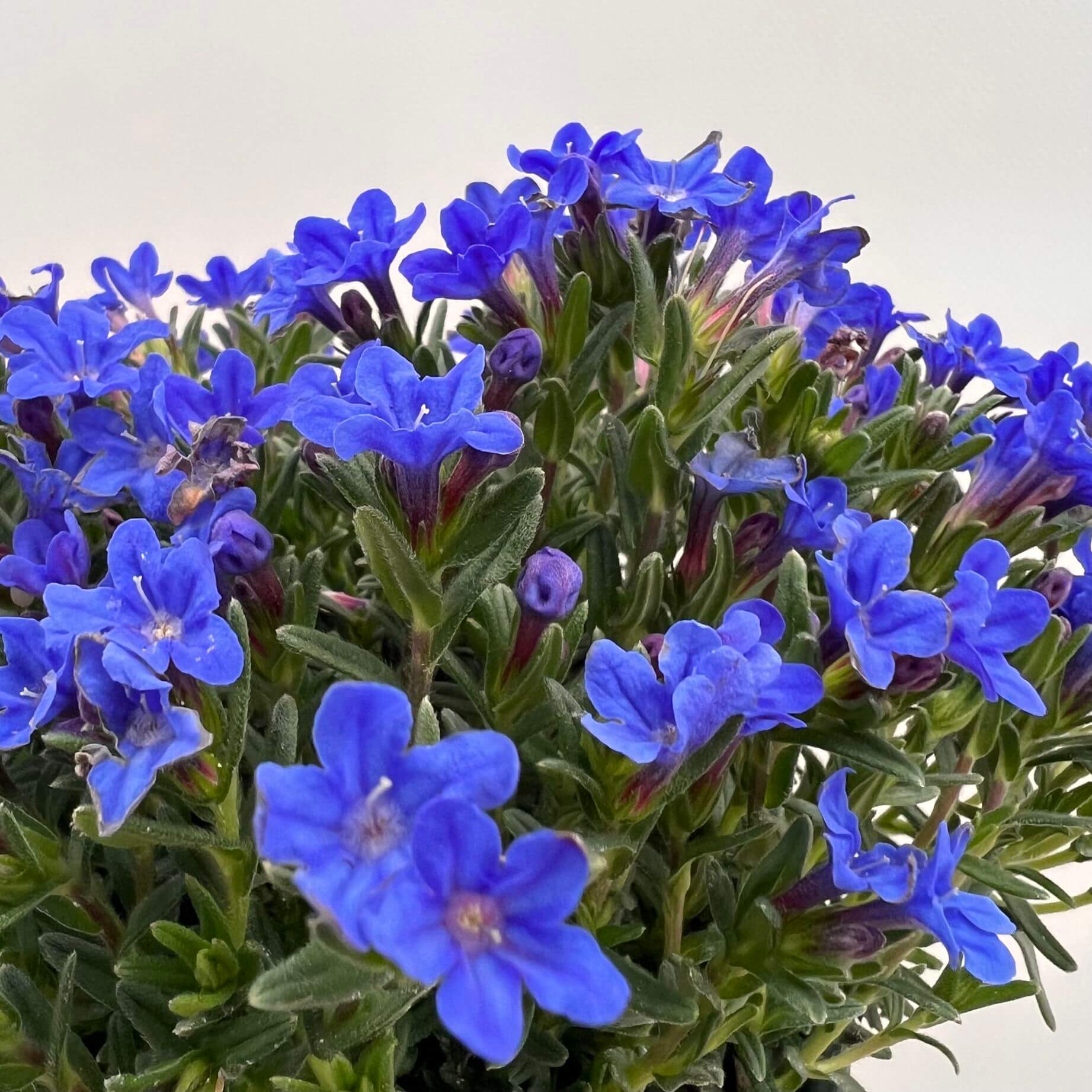Lithodora