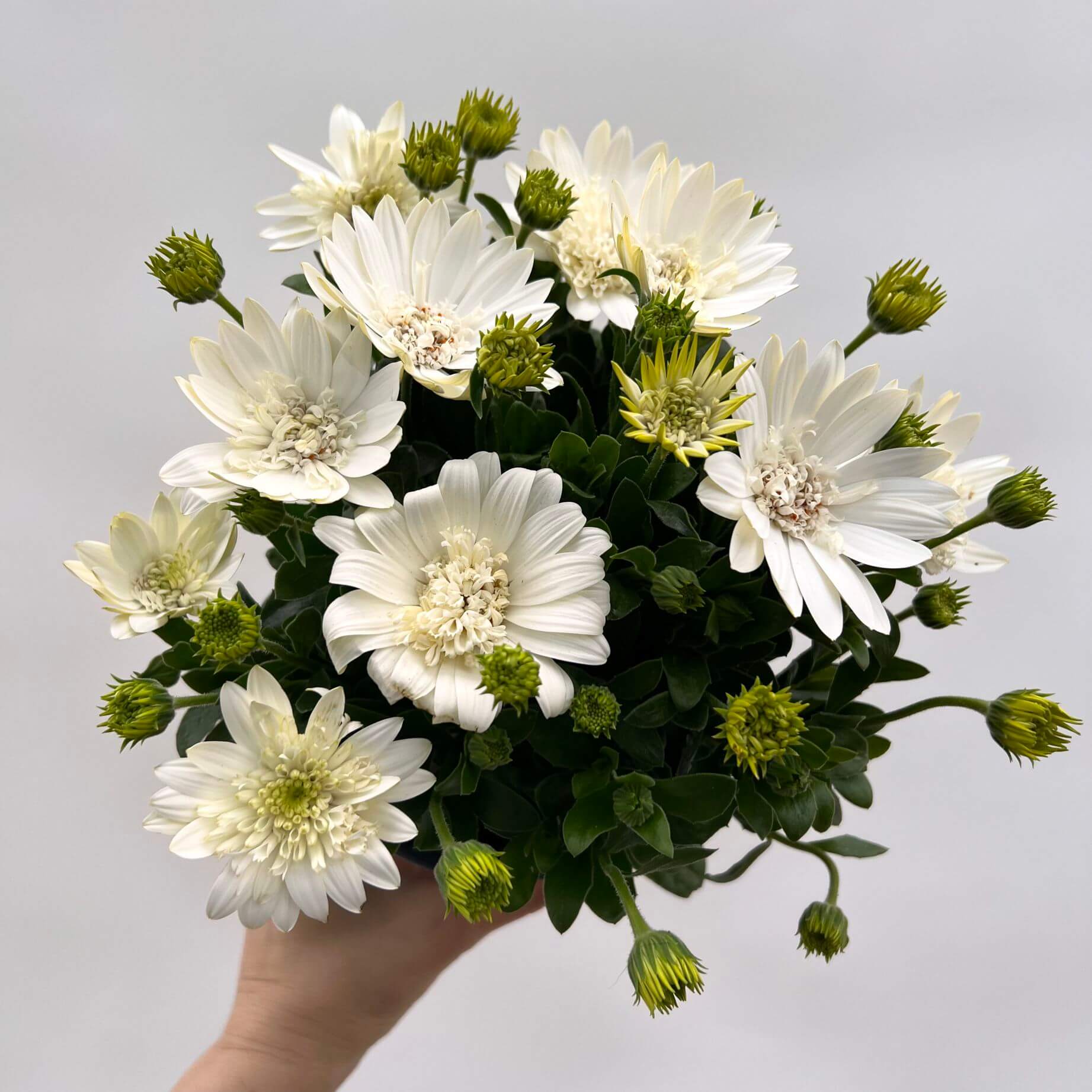 Dimorfoteca /bianco