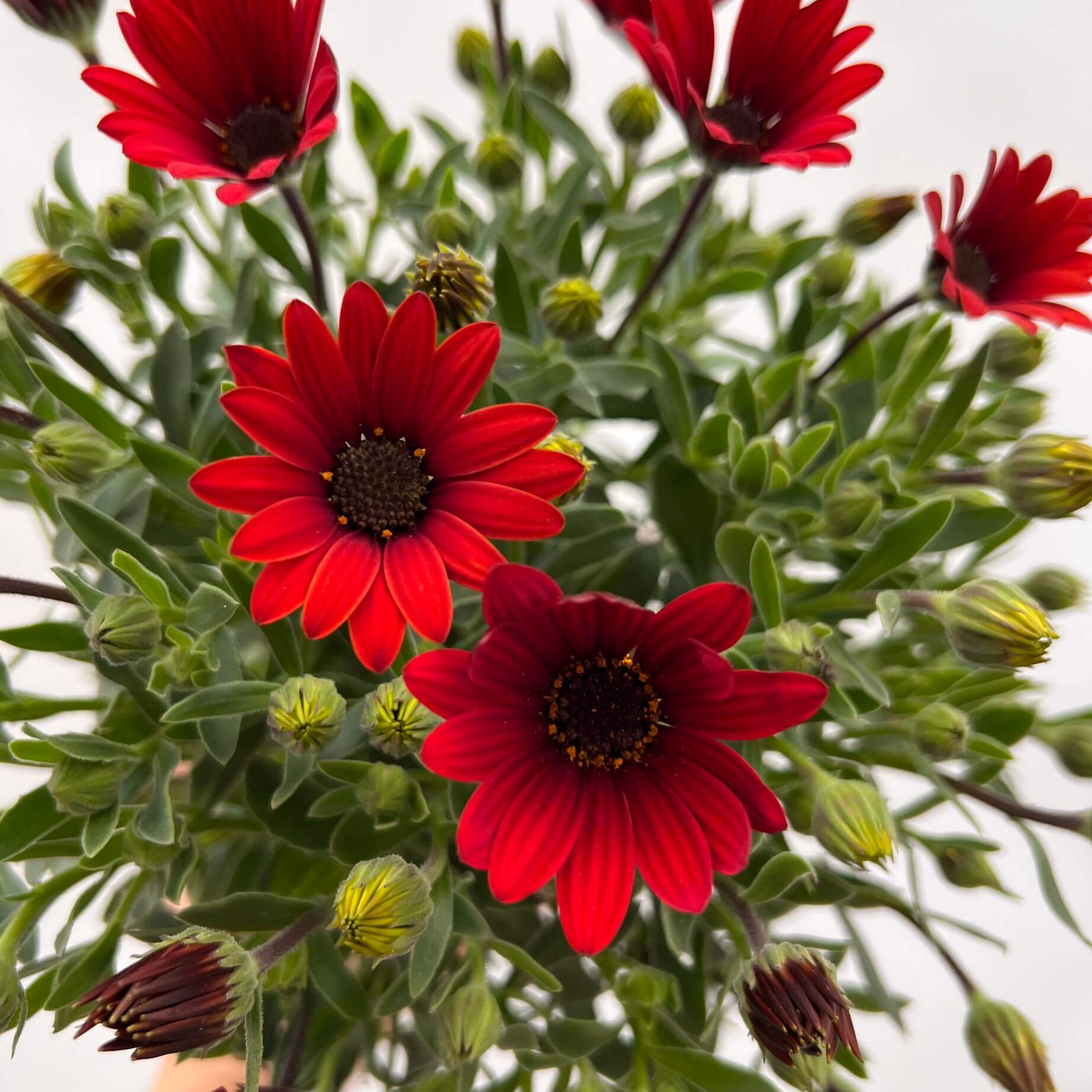 Dimorfoteca /rosso