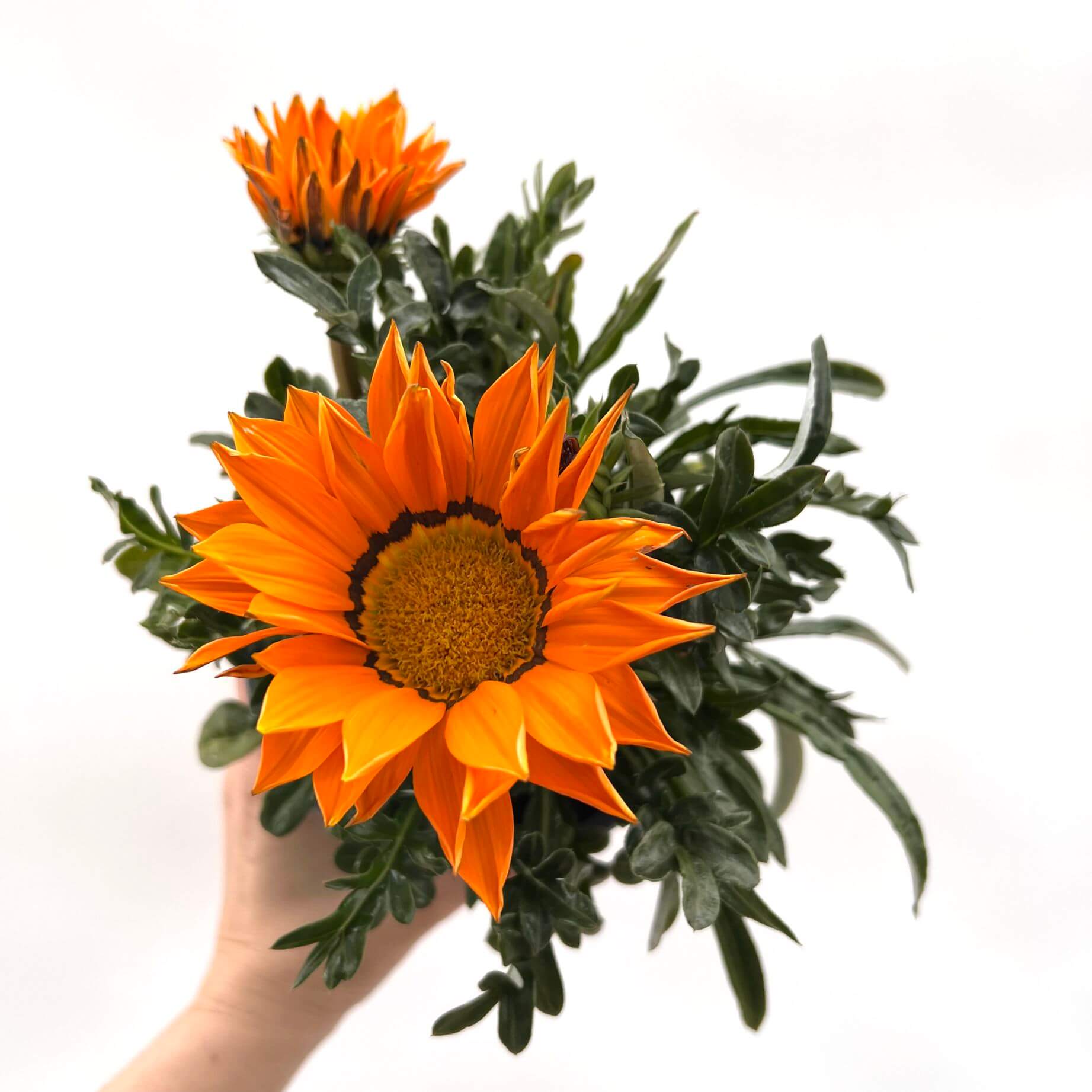 Gazania /arancio