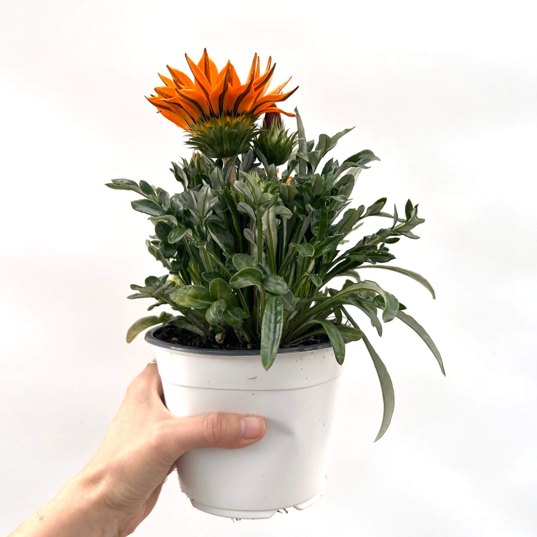 Gazania /arancio
