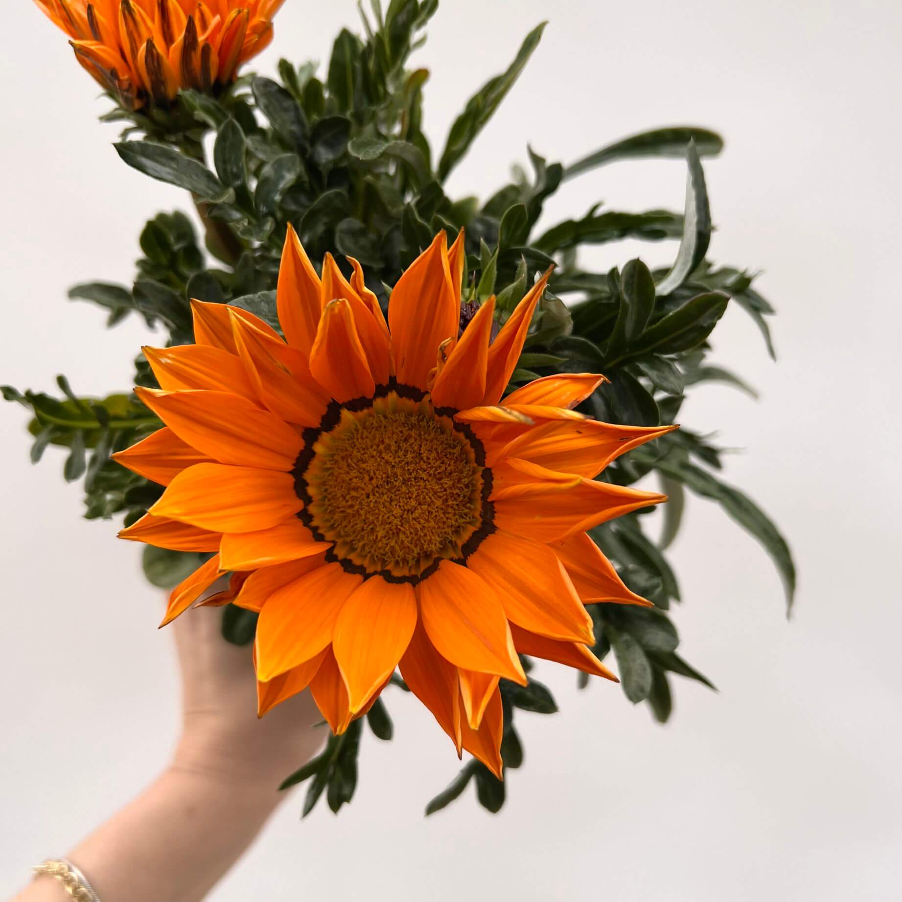 Gazania /arancio