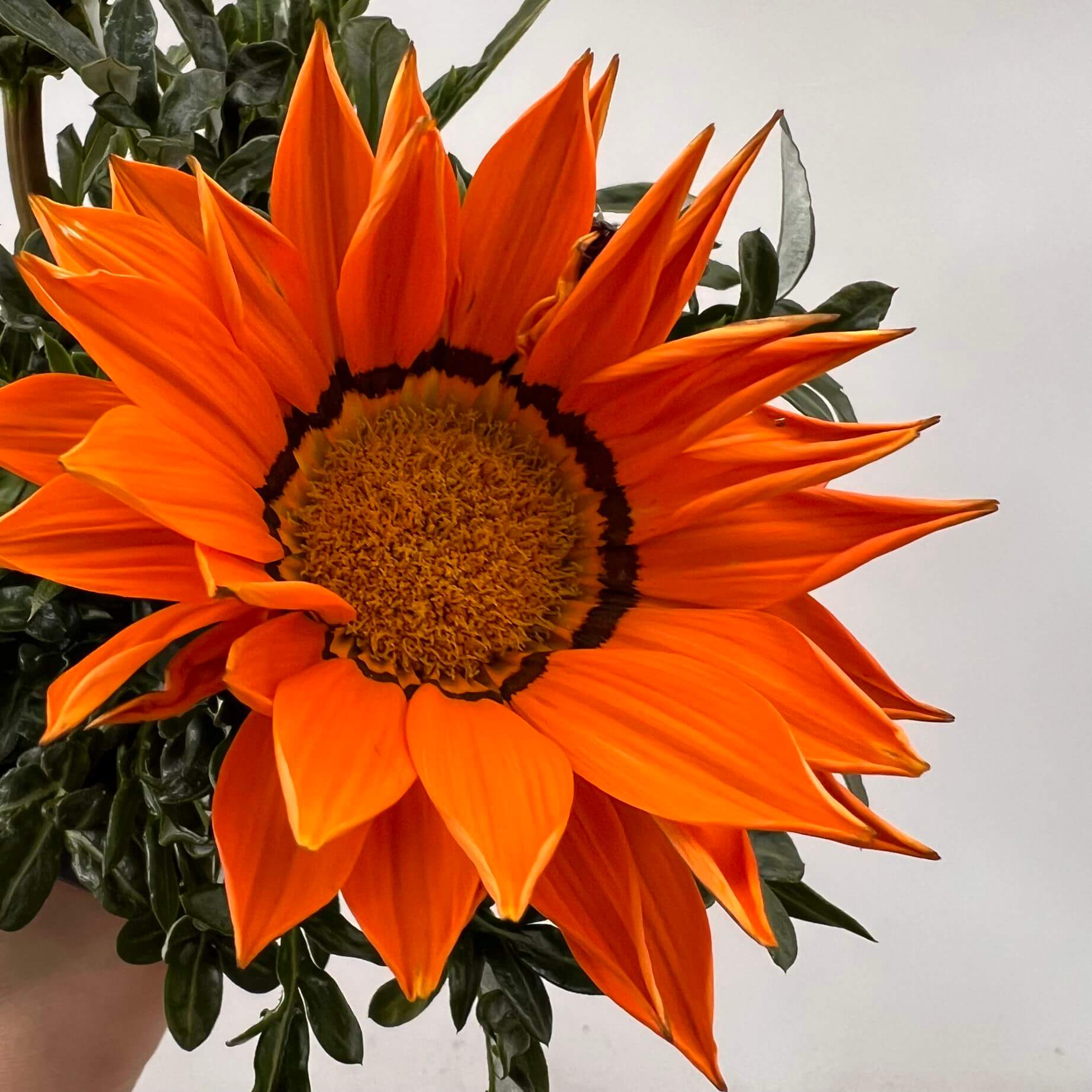 Gazania /arancio