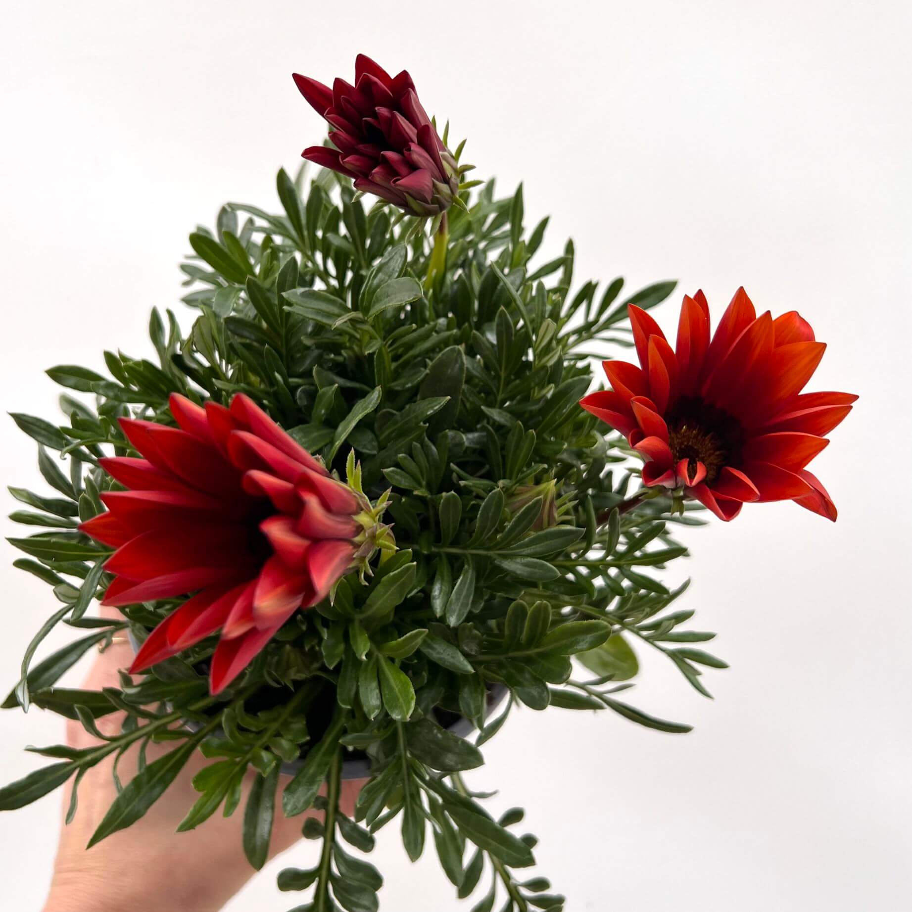 Gazania /rossa