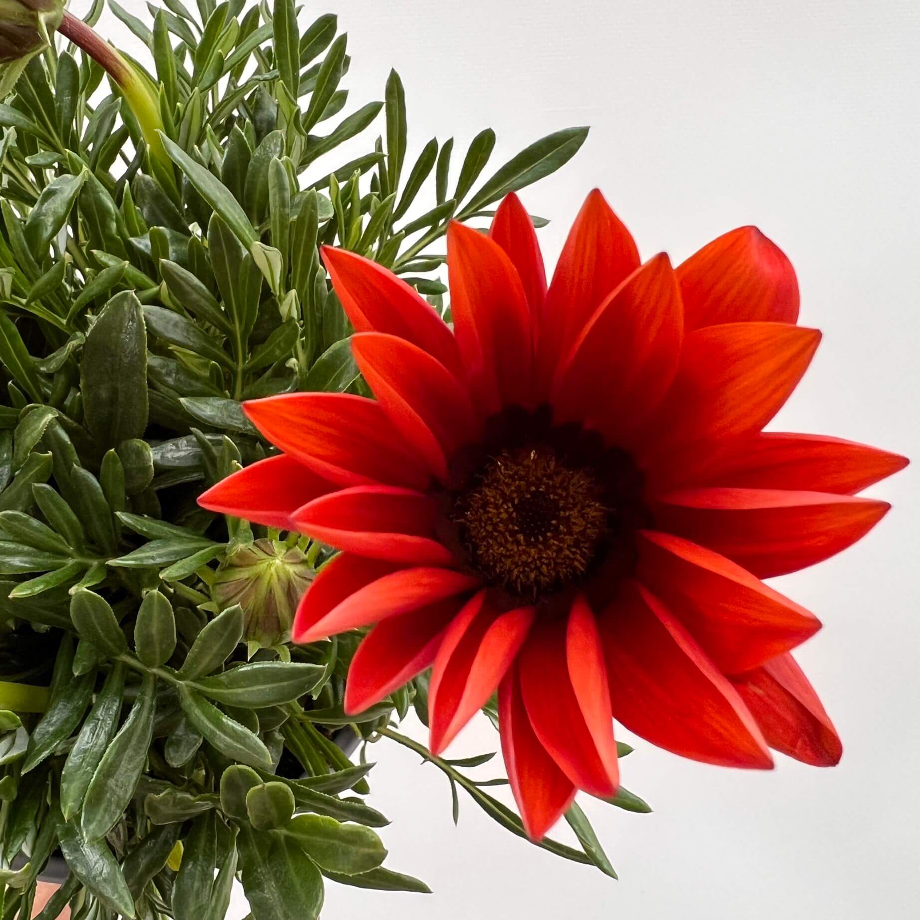 Gazania /rossa