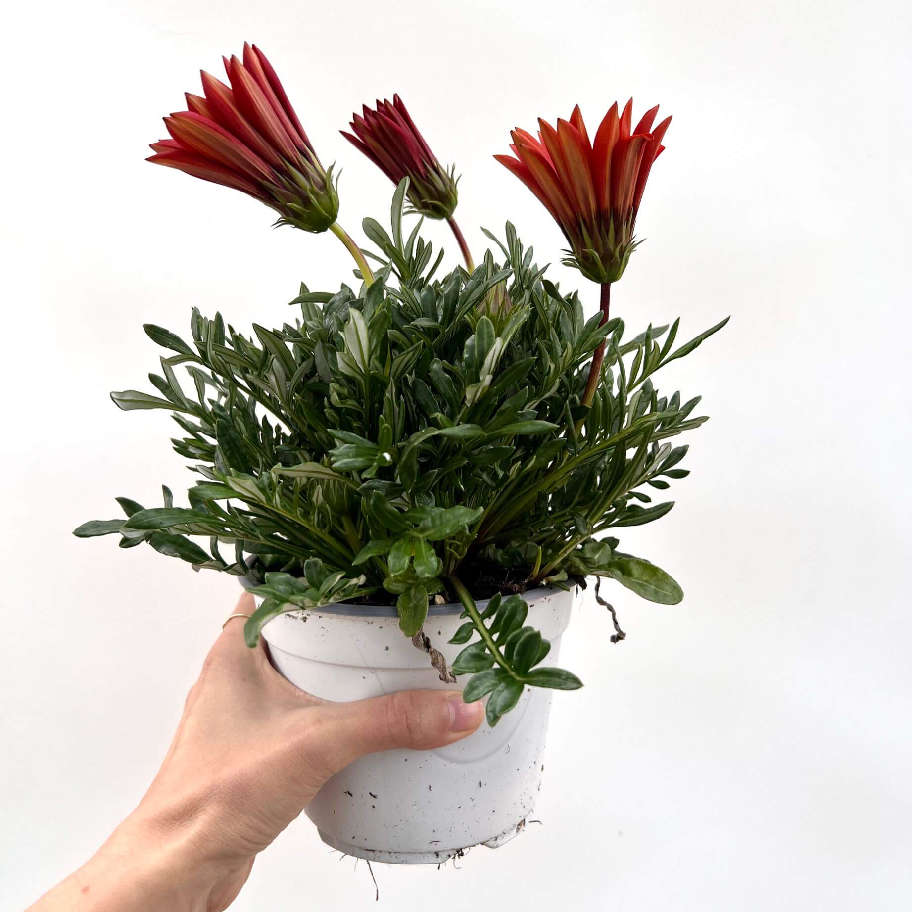 Gazania /rossa