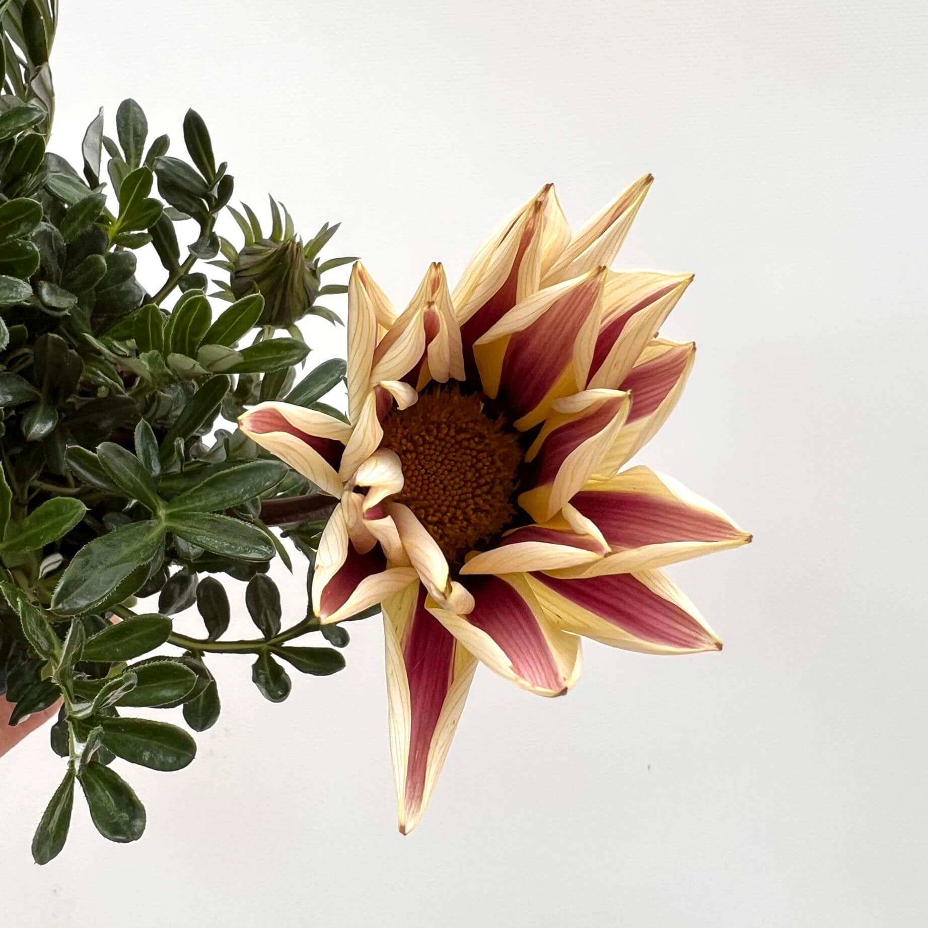 Gazania /bicolor