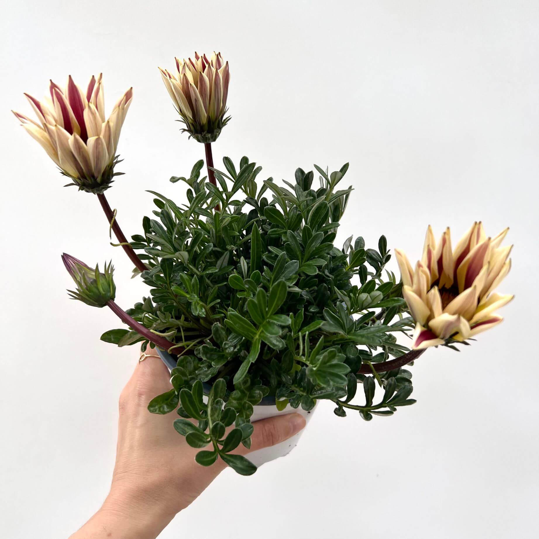 Gazania /bicolor