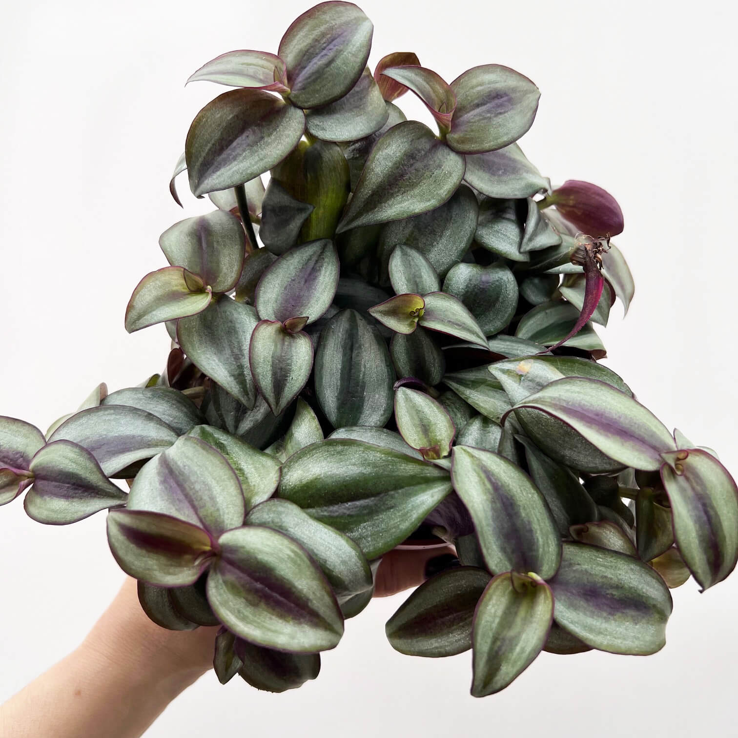 Tradescantia Zebrina Silver Plus