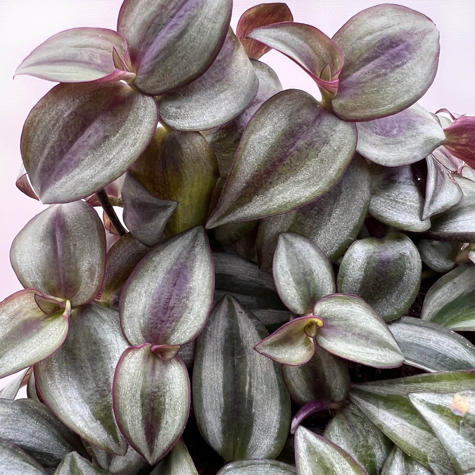 Tradescantia Zebrina Silver Plus