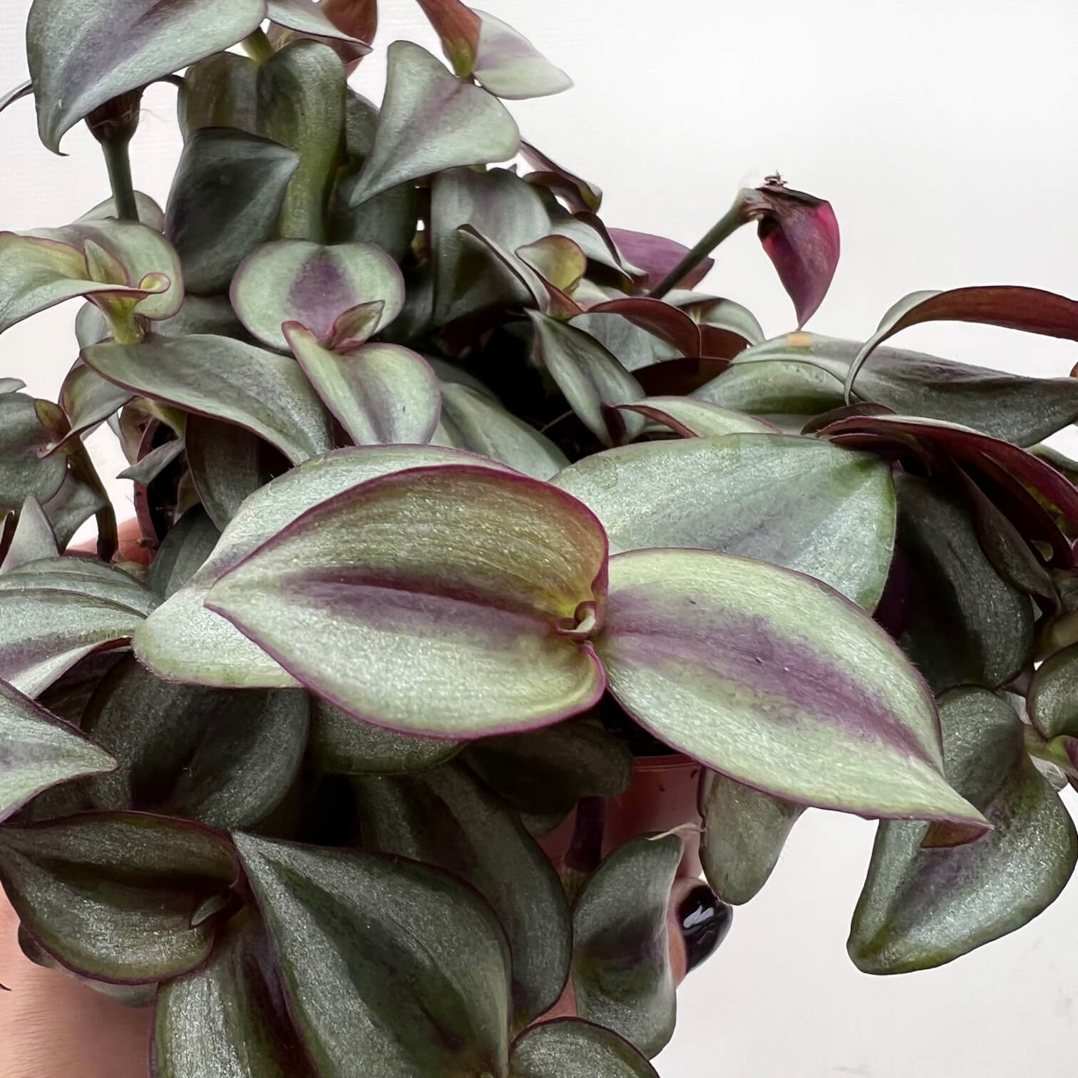 Tradescantia Zebrina Silver Plus