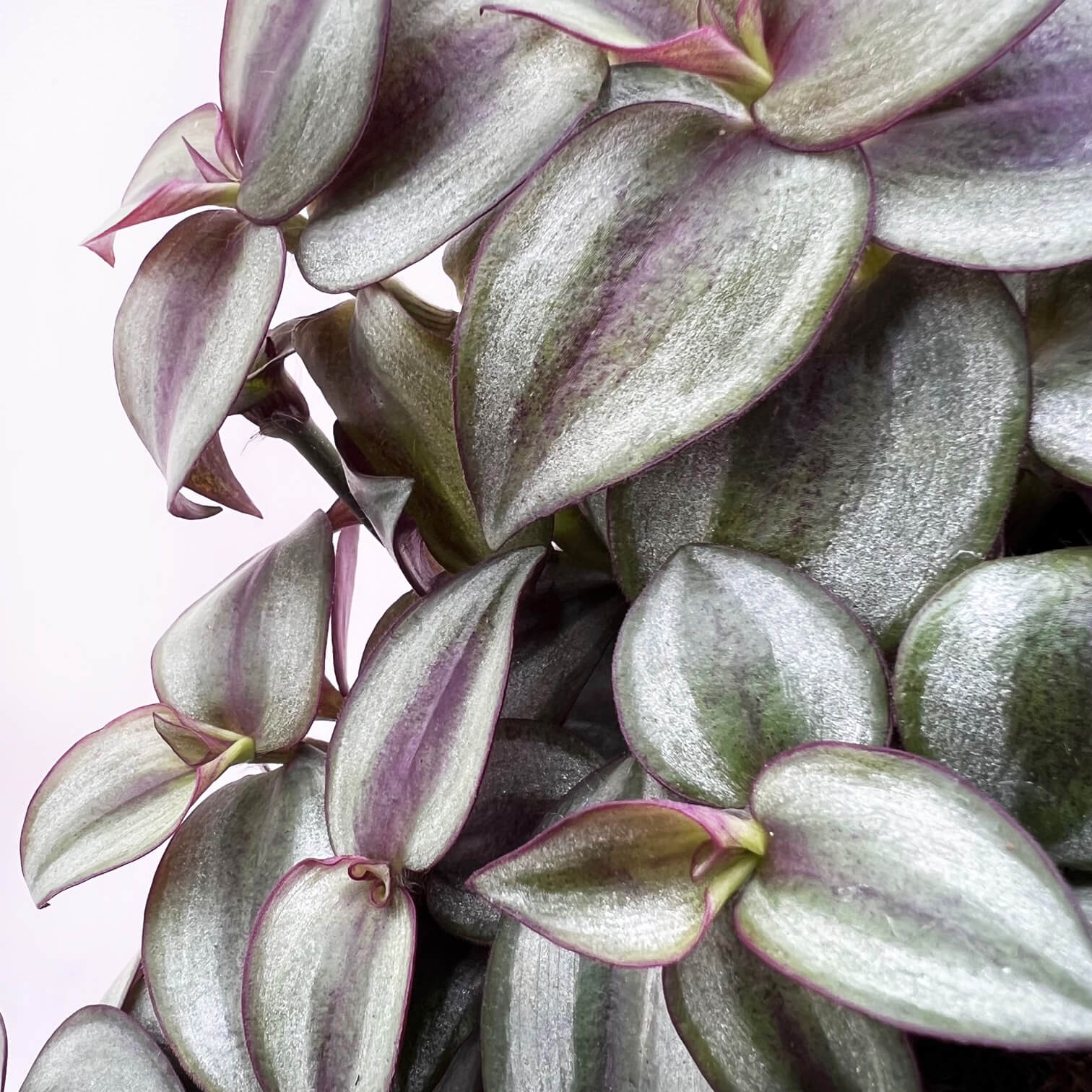 Tradescantia Zebrina Silver Plus