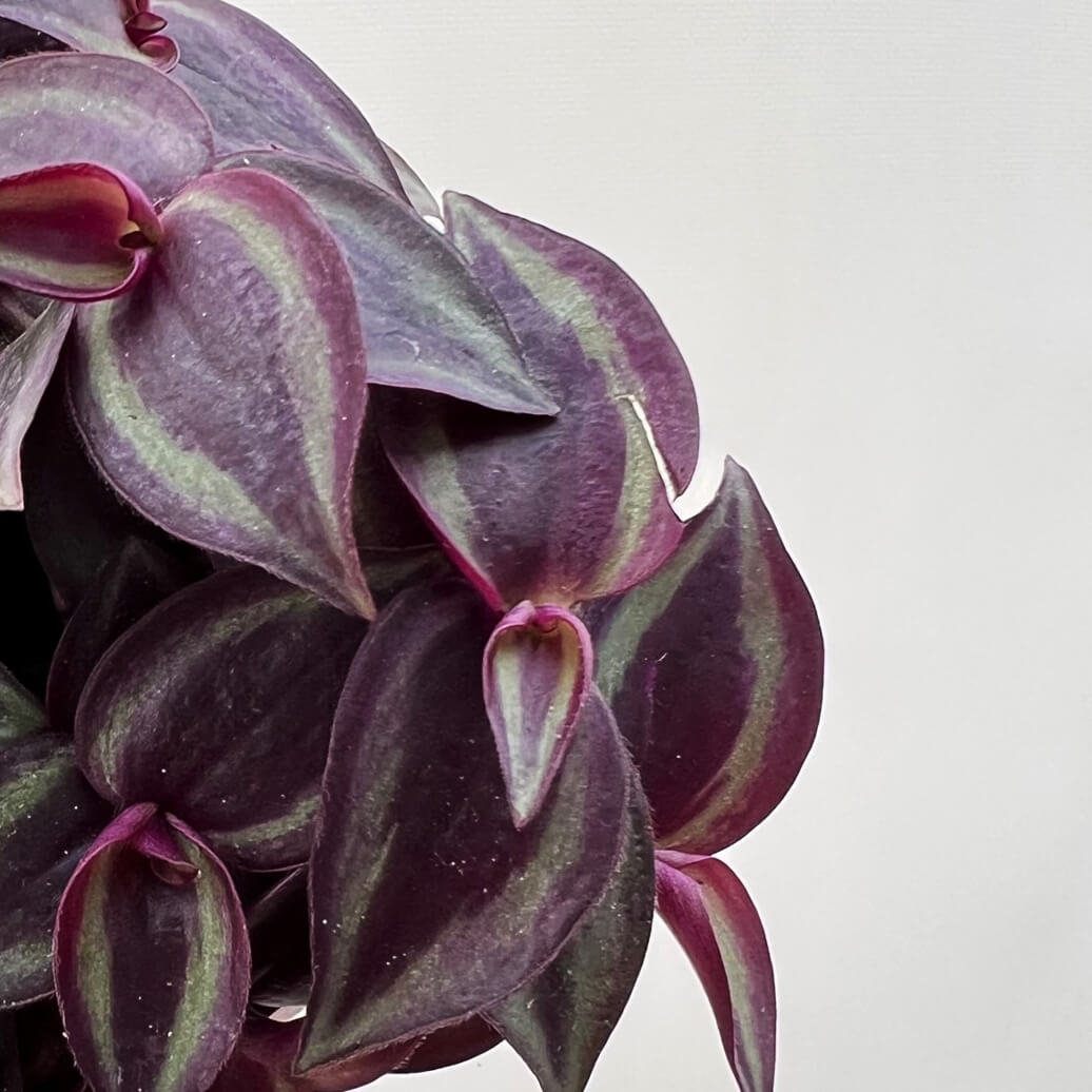 Tradescantia Zebrina Red Gem