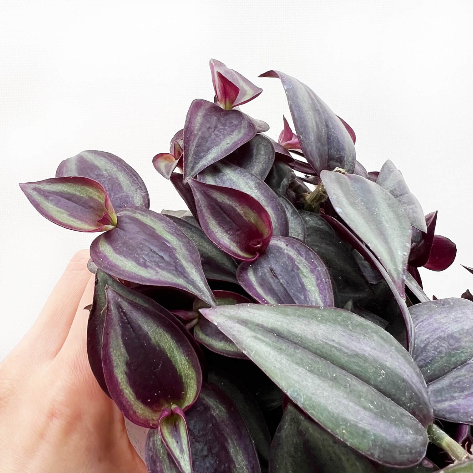 Tradescantia Zebrina Red Gem