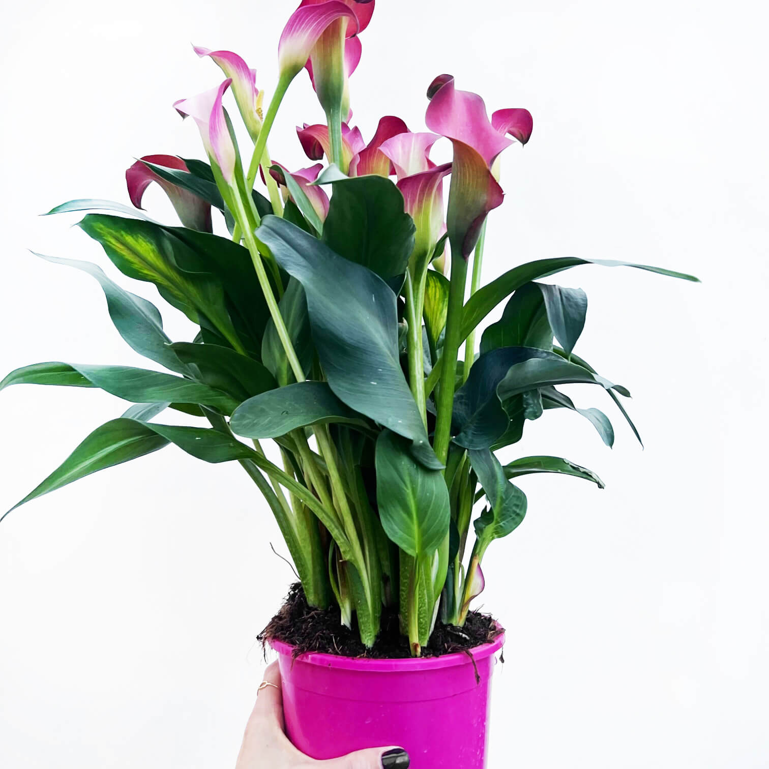 Calla /Zantedaschia Fuxia