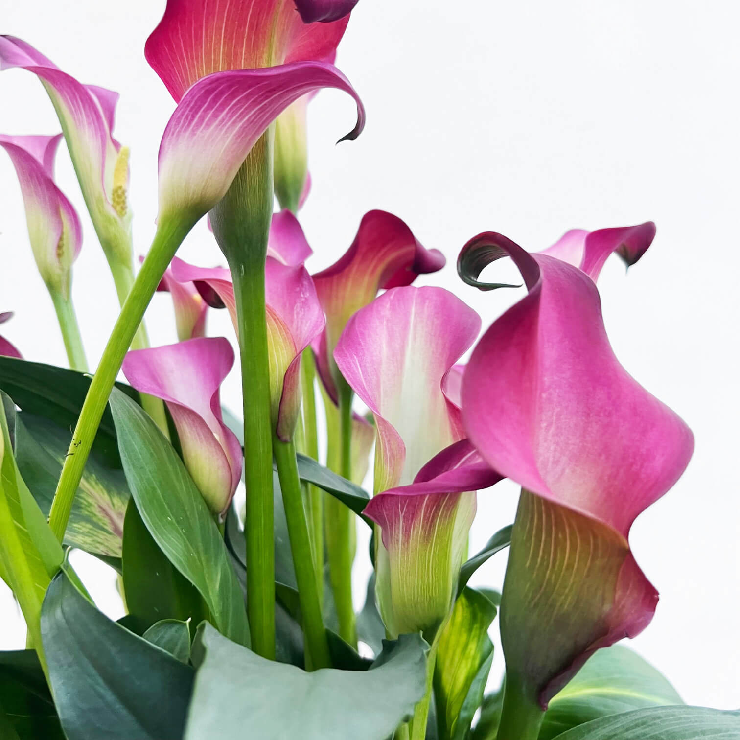 Calla /Zantedaschia Fuxia